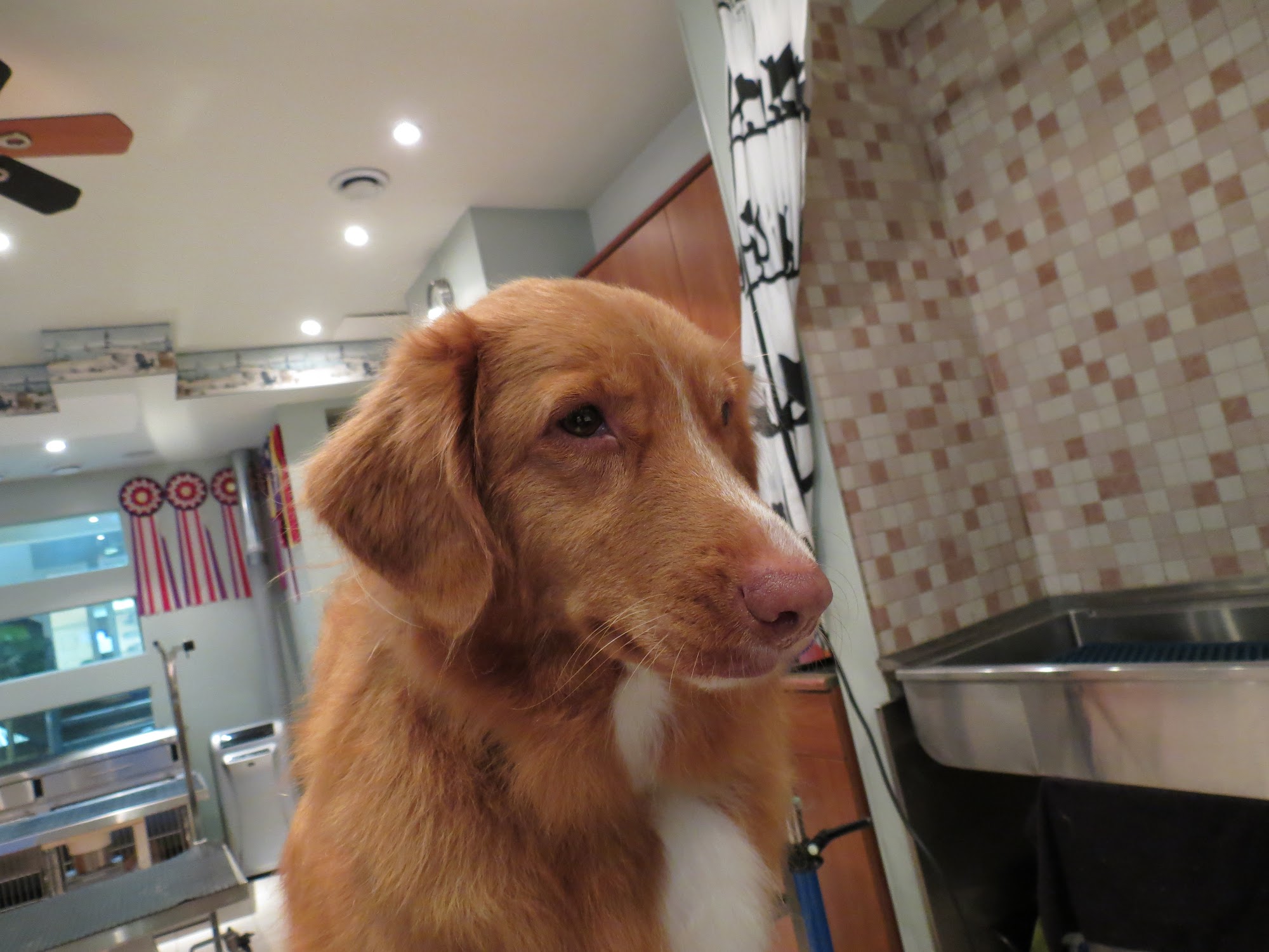 Pampered Paws Limited Mississauga