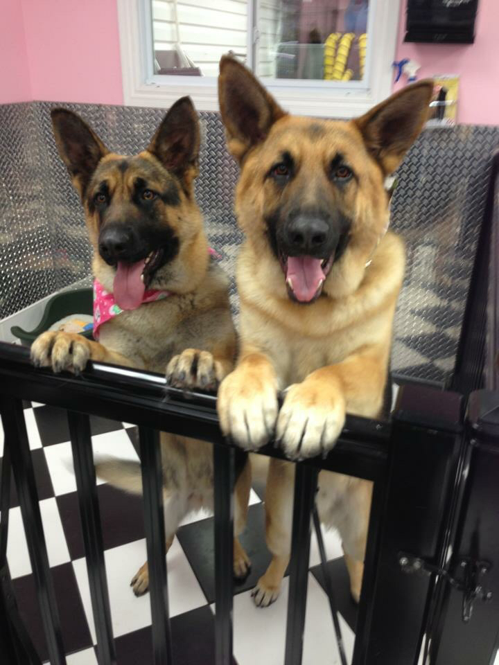 Bark Fur Joy Grooming Salon ltd Mississauga