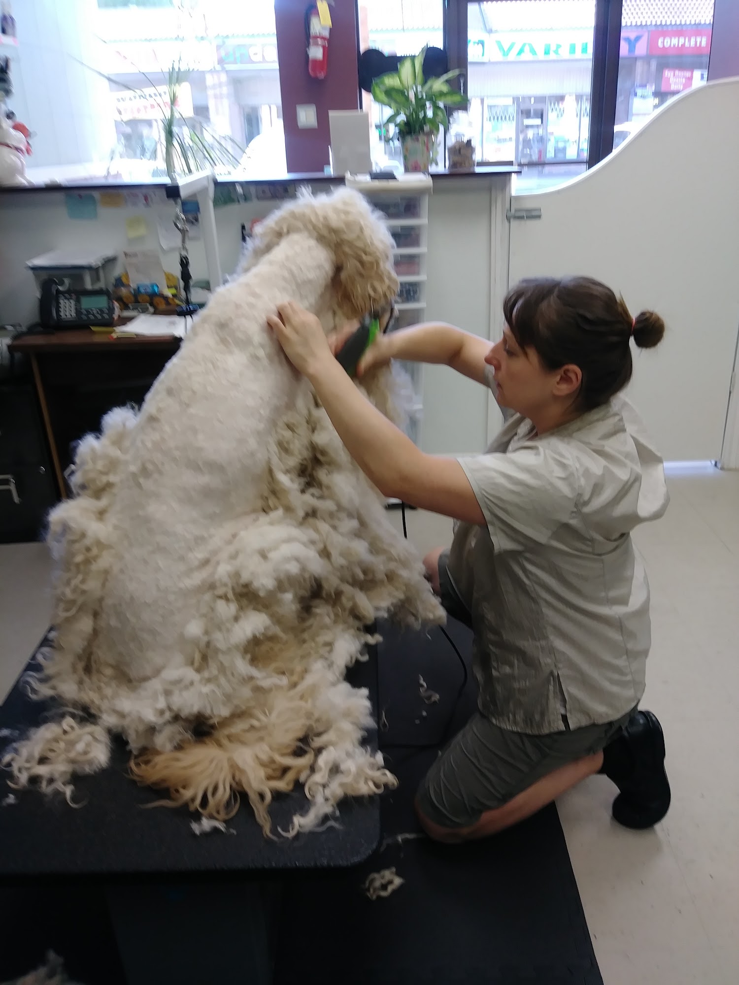 Doggie Delight Inc. (Dixie & Burnhamthorpe) Mississauga