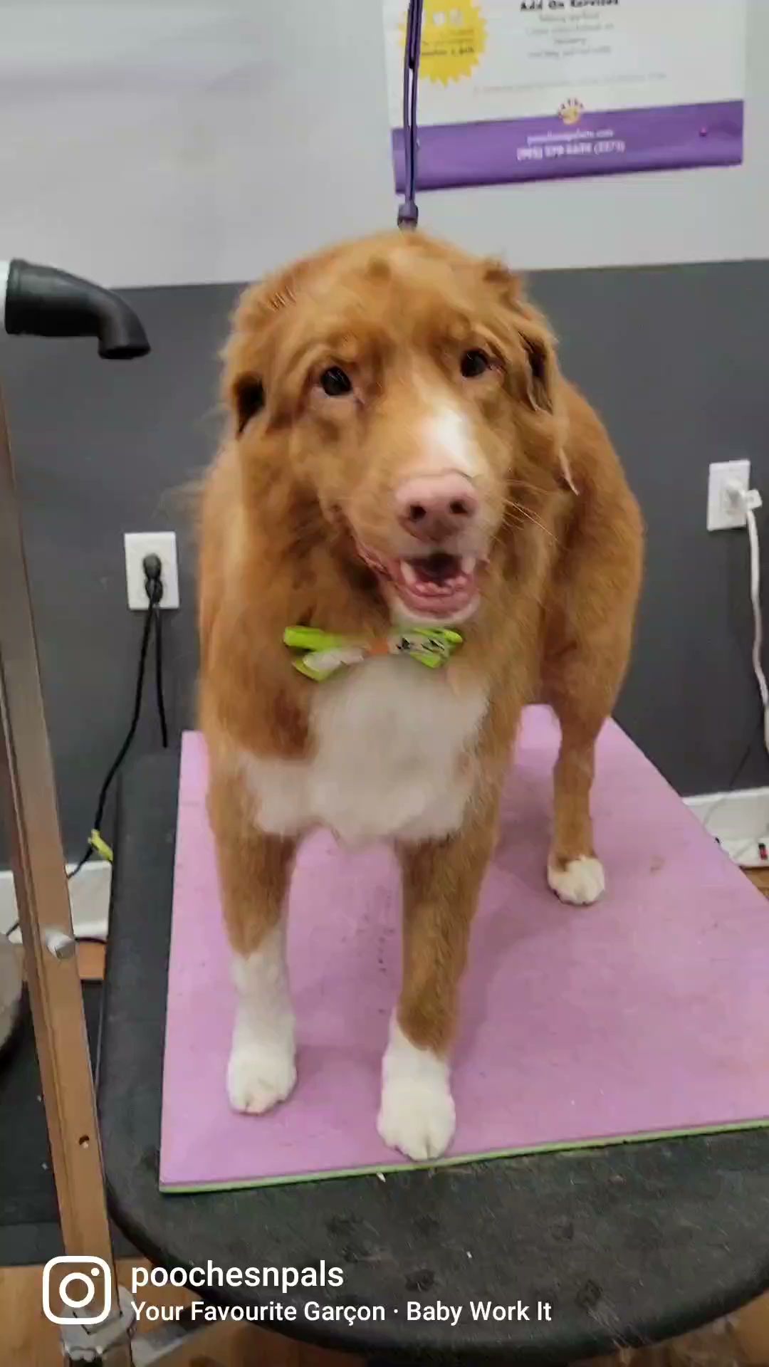 Pooches N' Pals Inc. Mississauga