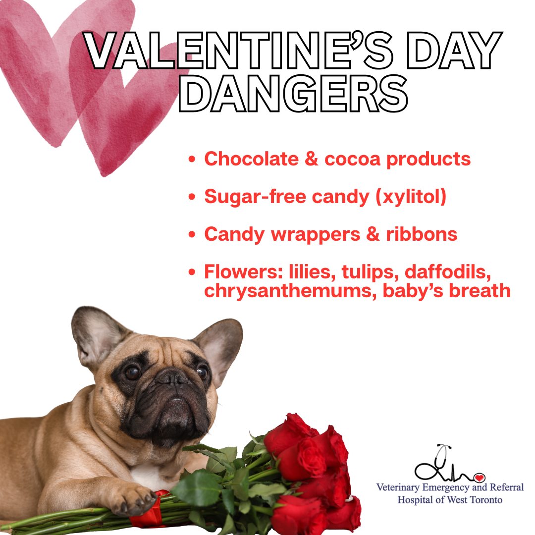 Veterinary Emergency and Referral Hospital of West Toronto Mississauga