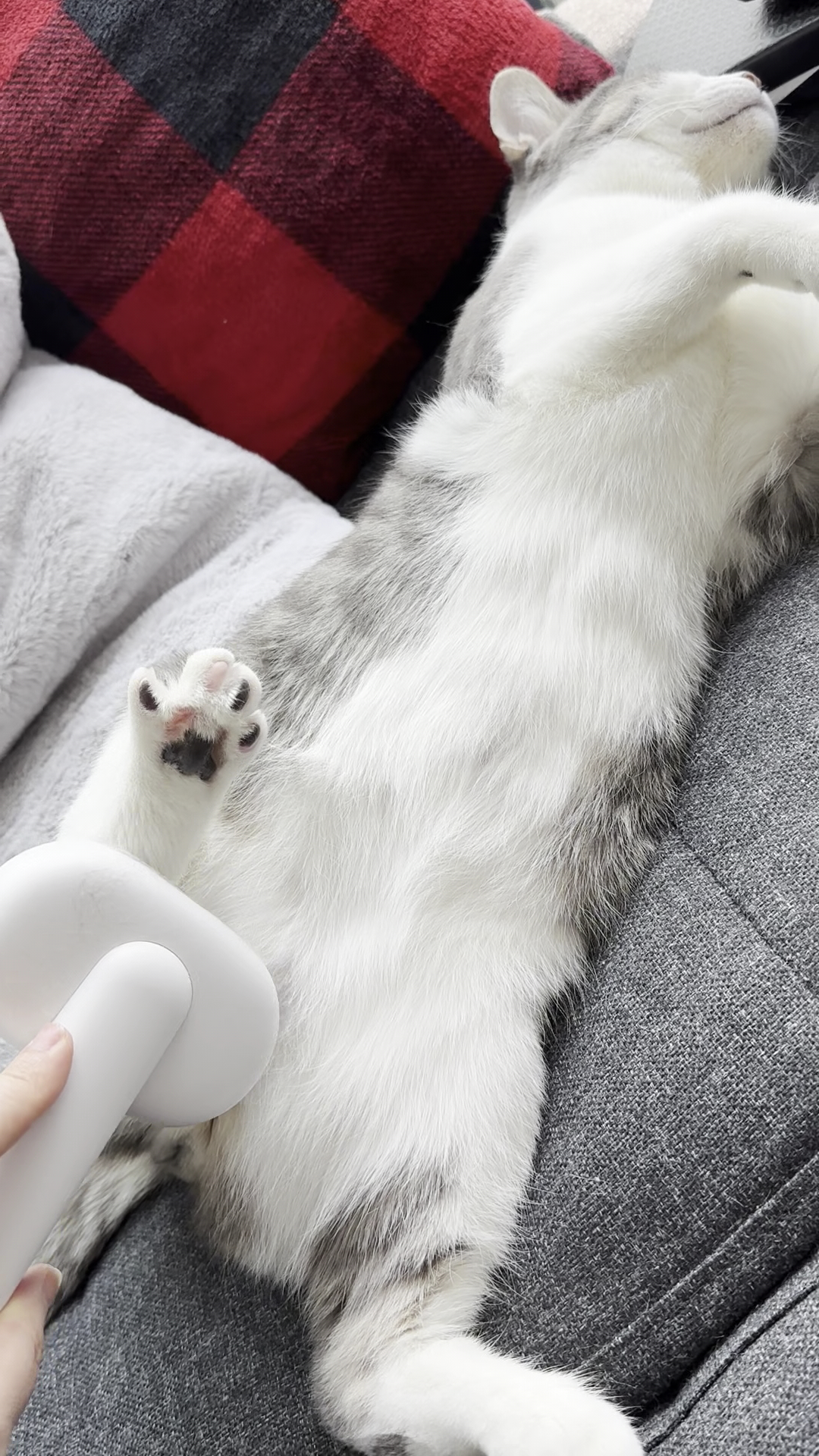 Abbey Cat Adoptions Mississauga