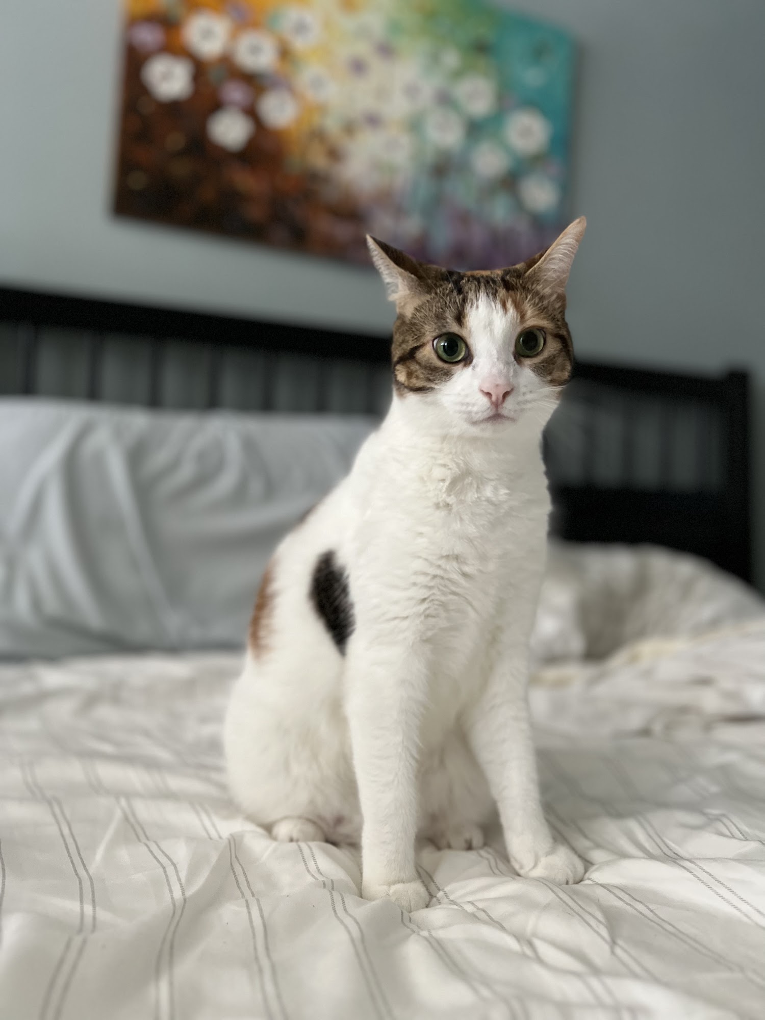 Abbey Cat Adoptions Mississauga