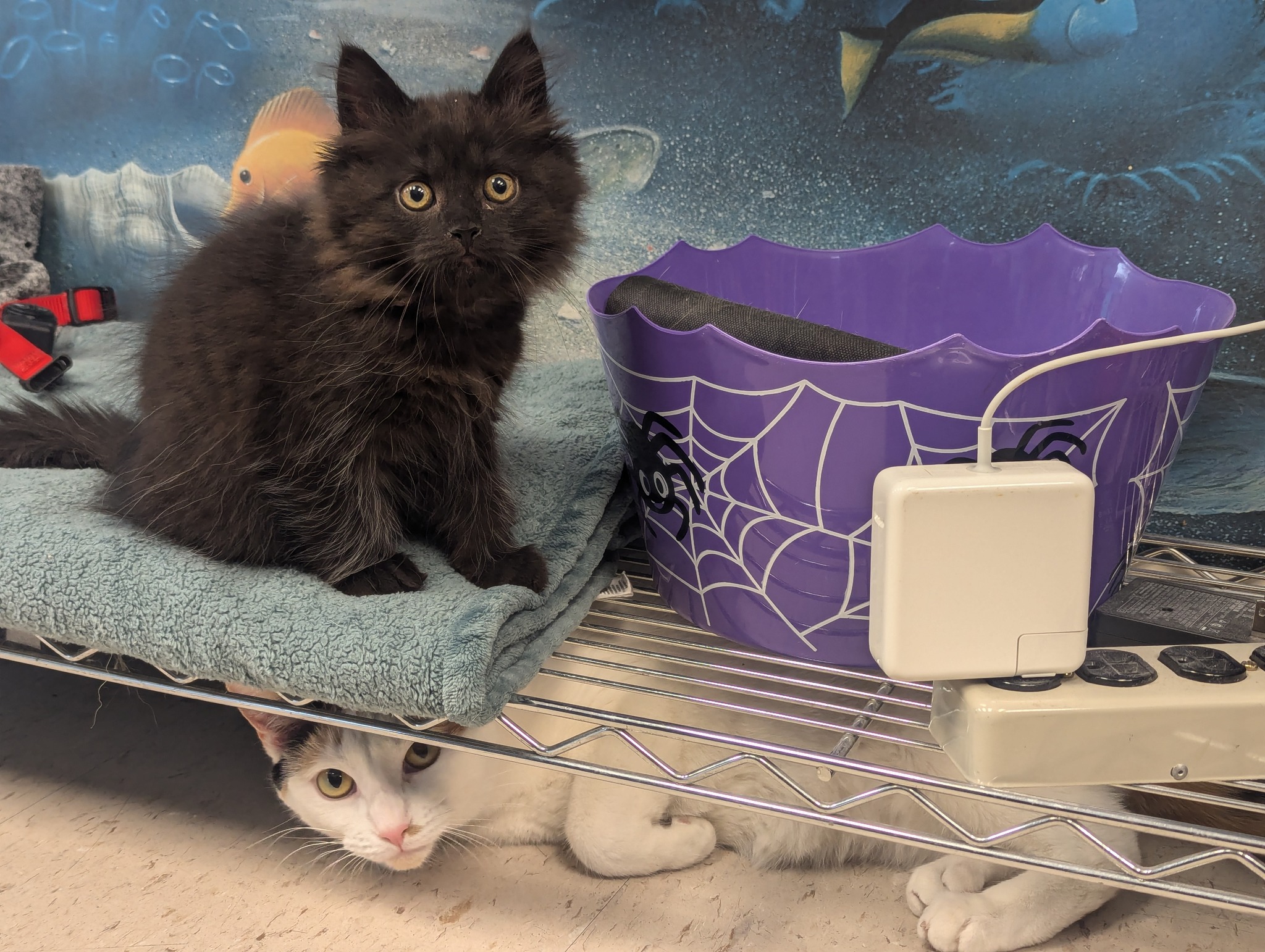 Mavis Road Animal Clinic Mississauga