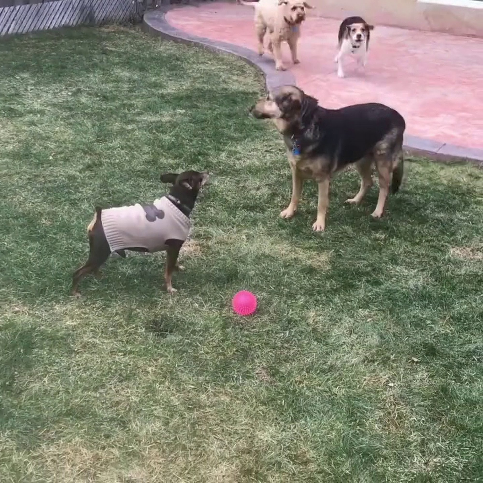 Wagging Happy Professional Dog Walking and Pet Care Mississauga