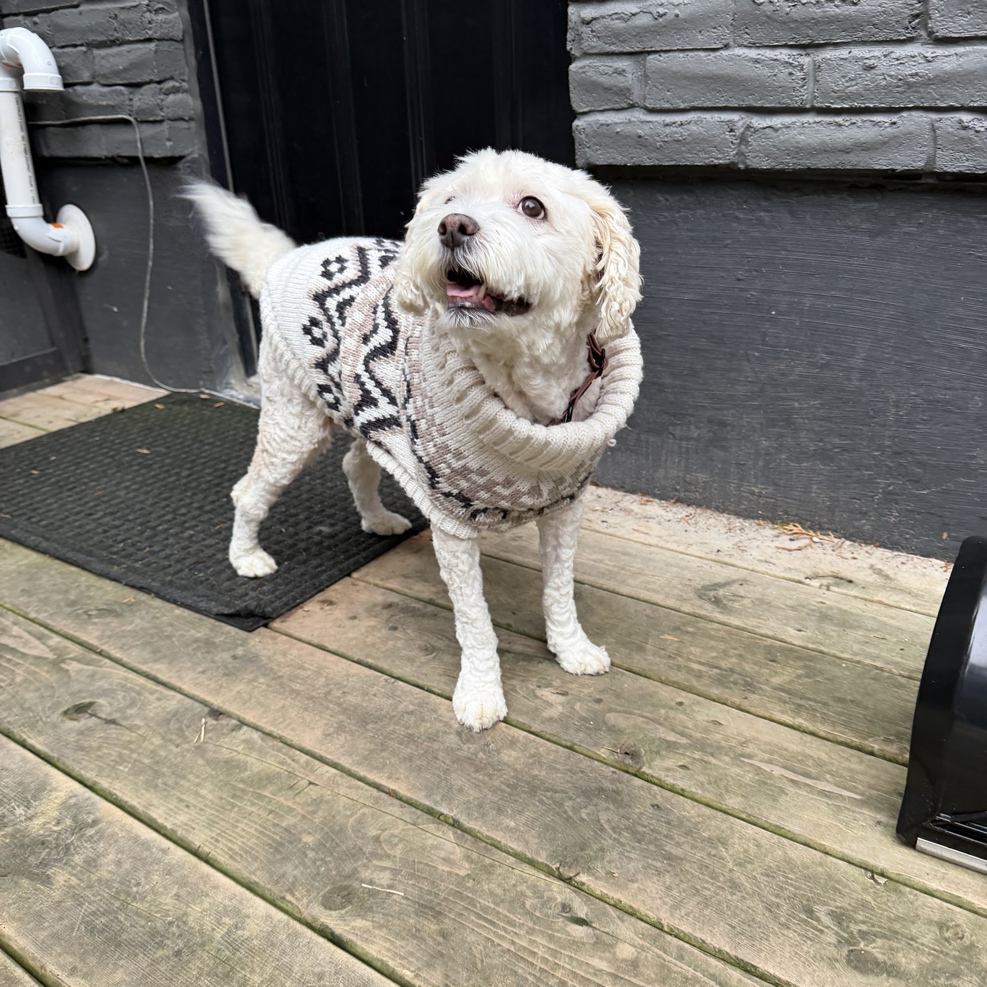 Pet Valu Mississauga