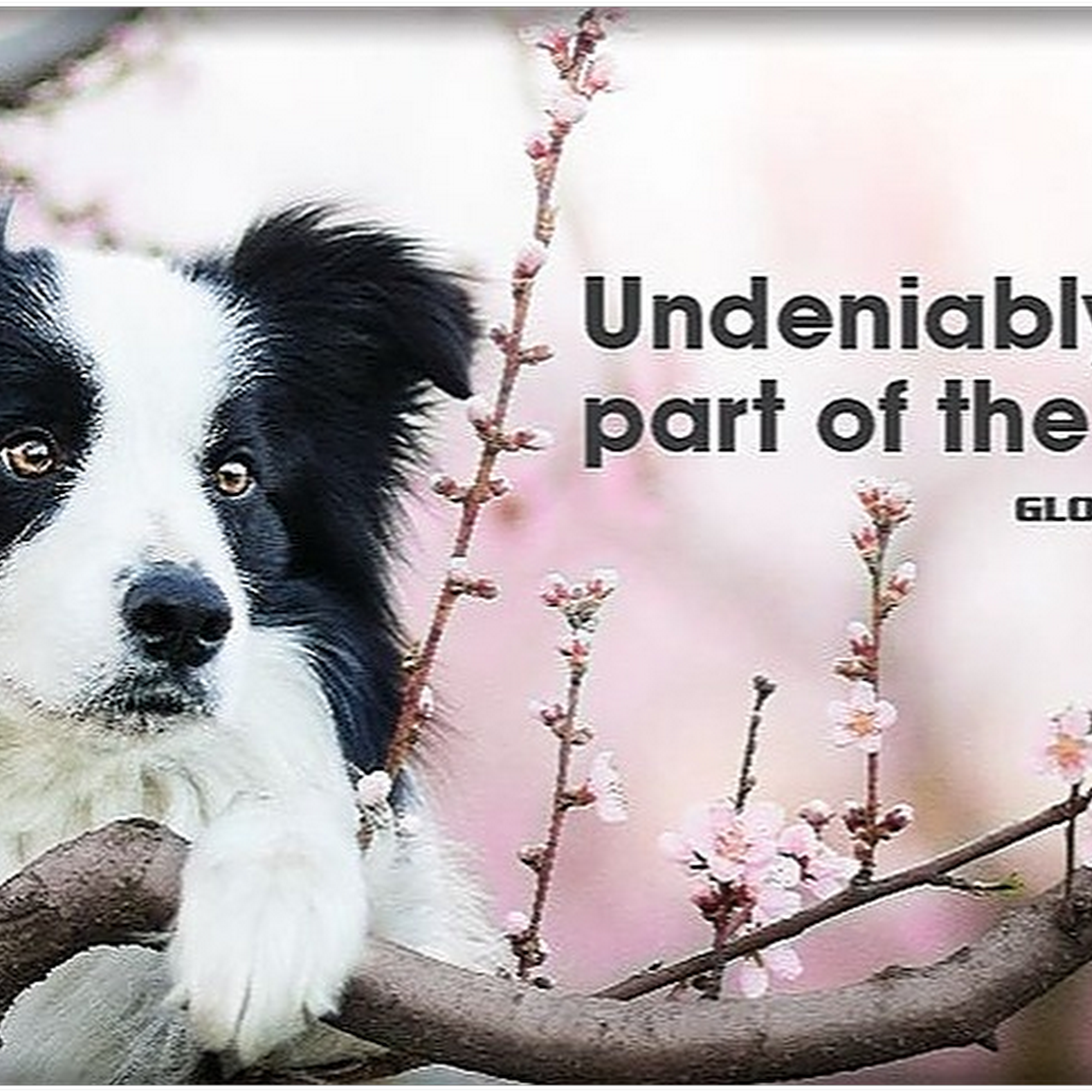 Global Pet Foods Burnhamthorpe Mississauga