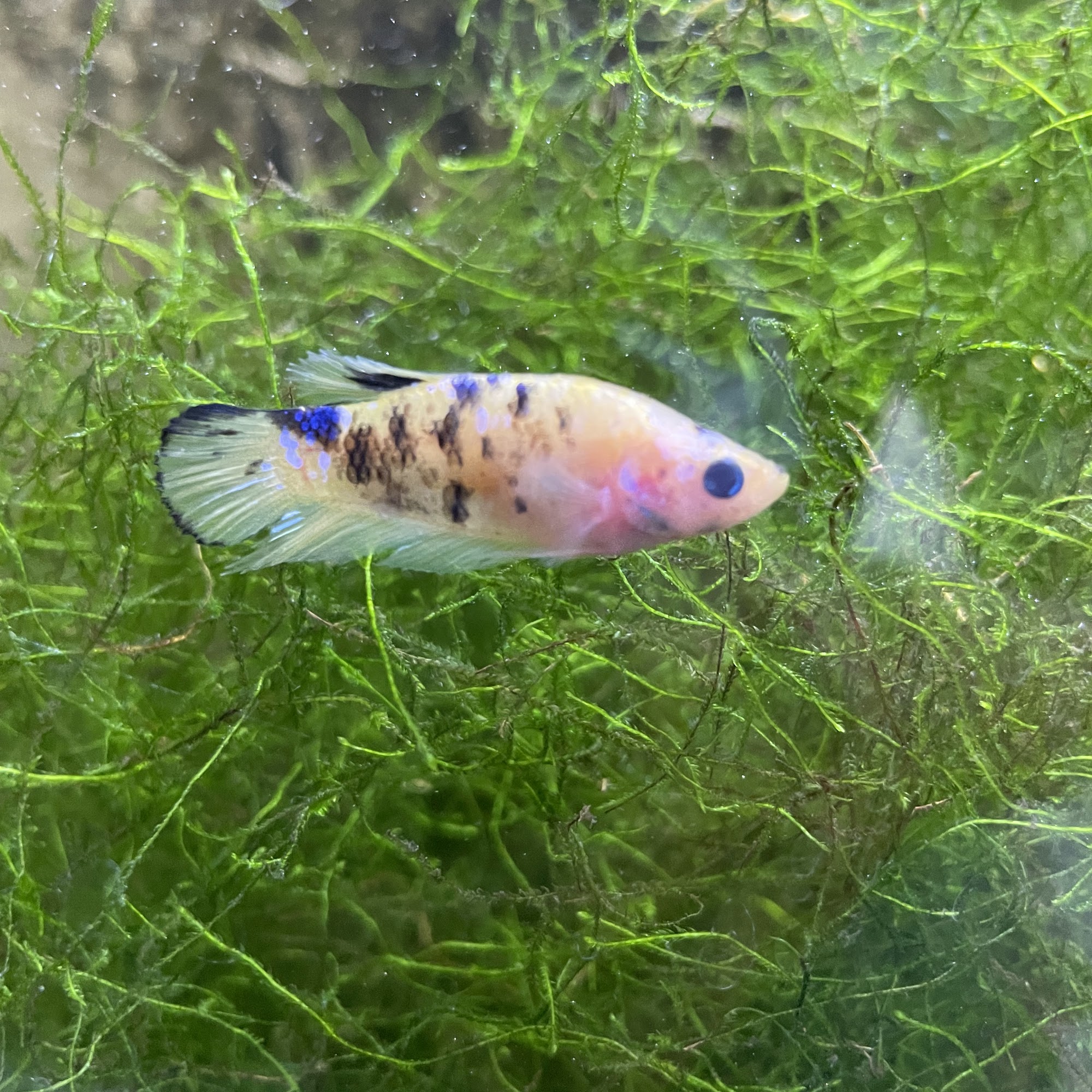 Mississauga Aquarium Mississauga