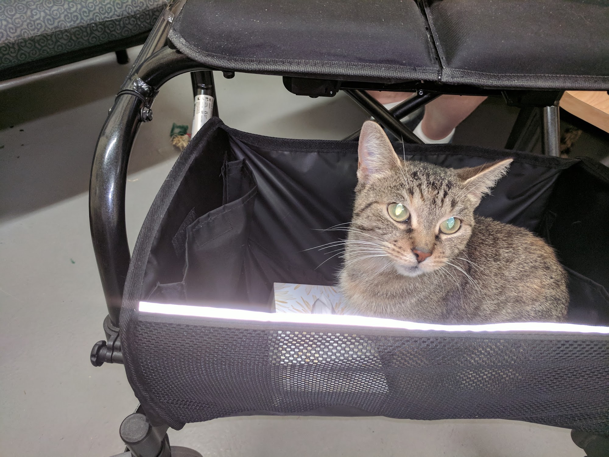 Mississauga Animal Services Mississauga