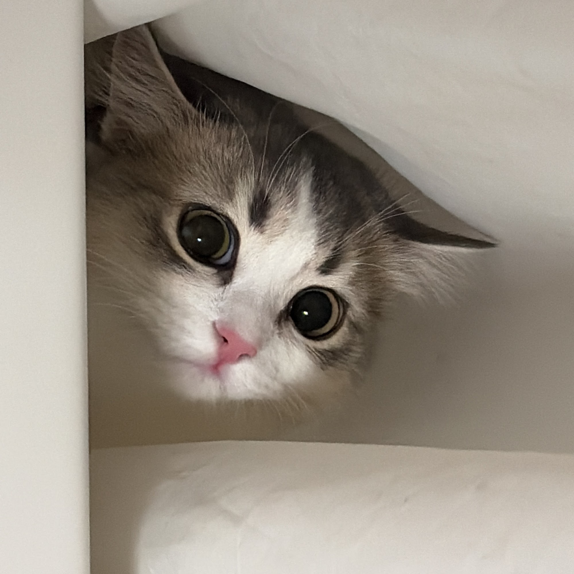 Mississauga Animal Services Mississauga