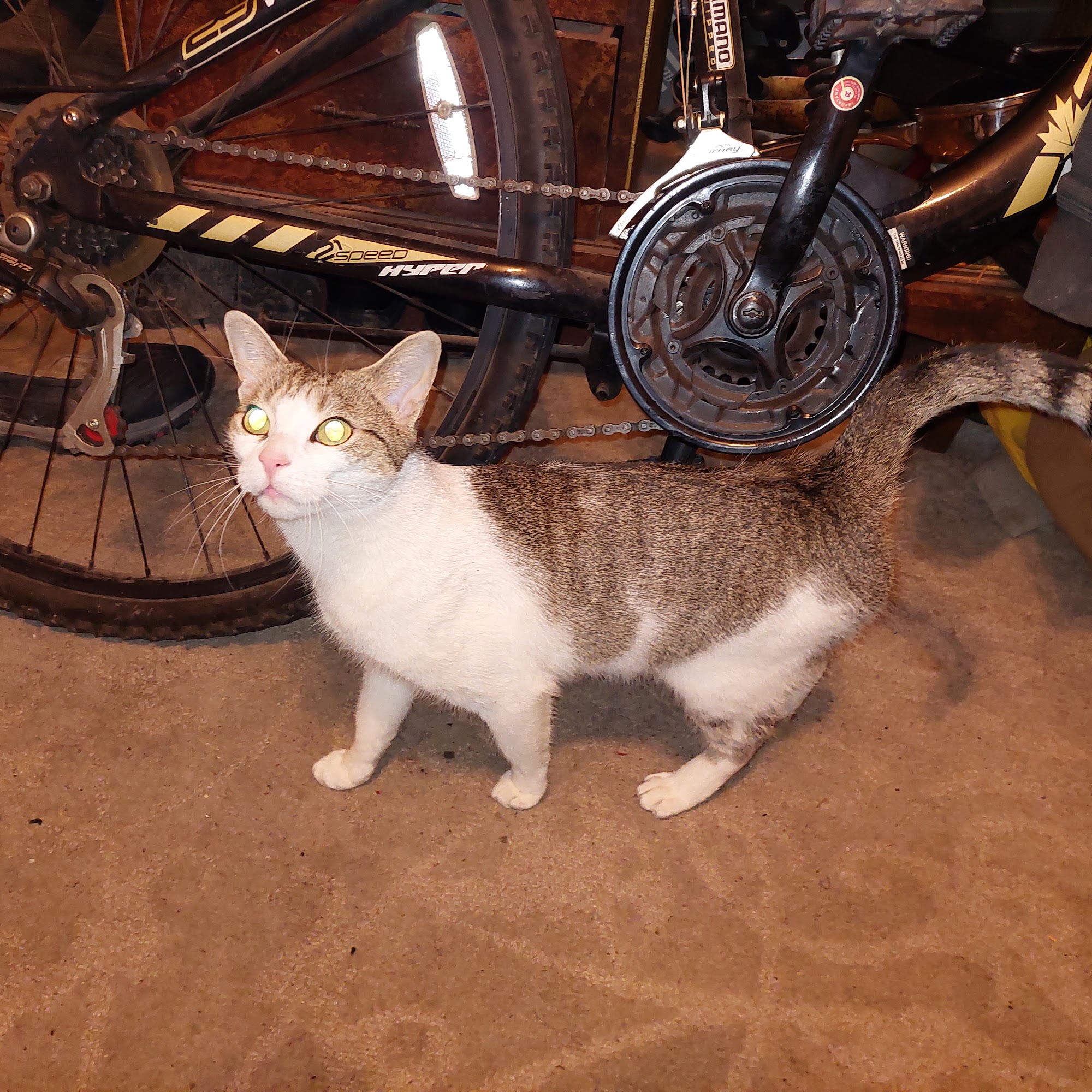 Global Pet Foods Mississauga Mississauga