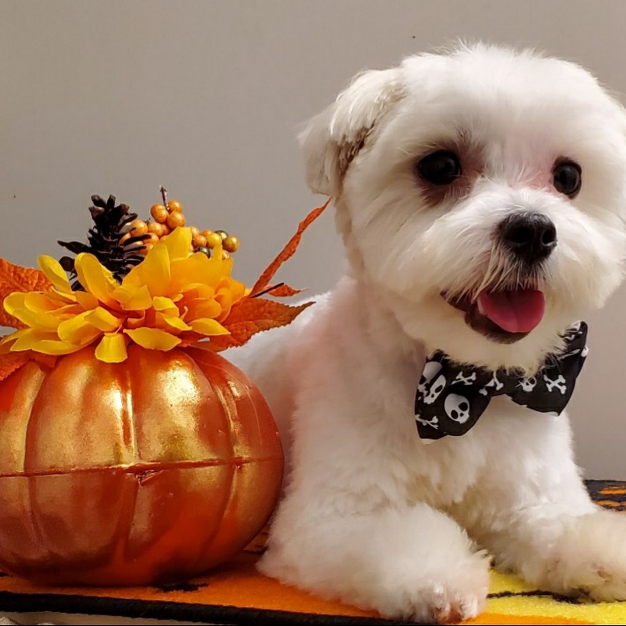 Happy Laundromutt Mississauga