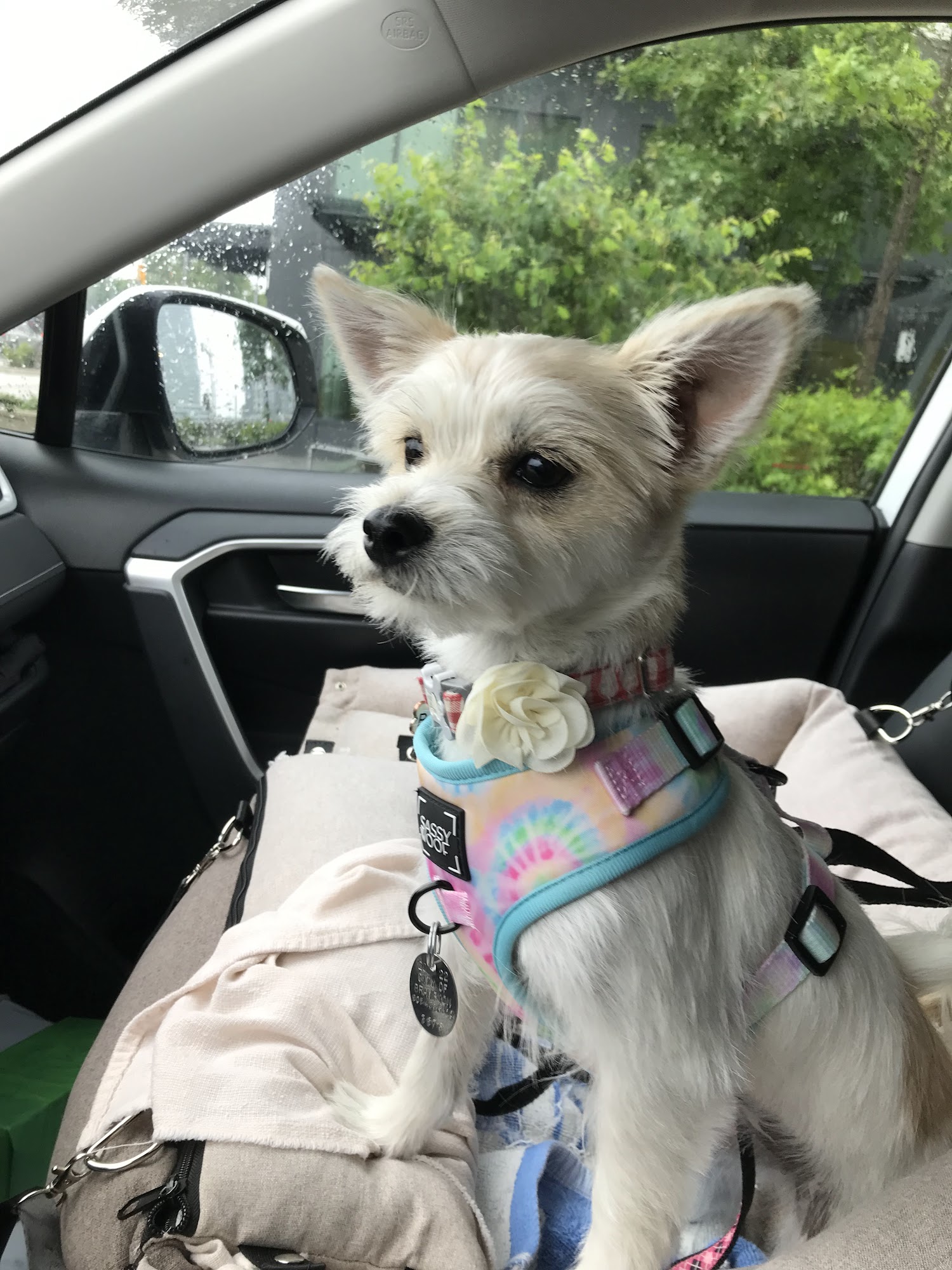 Happy Laundromutt Mississauga