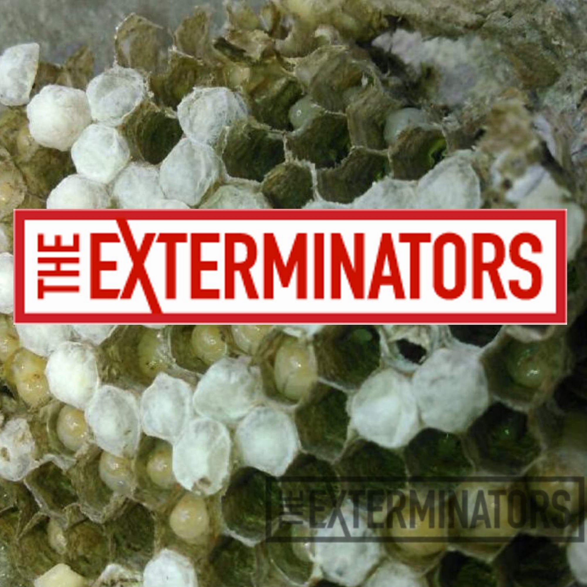 Pest Control Mississauga