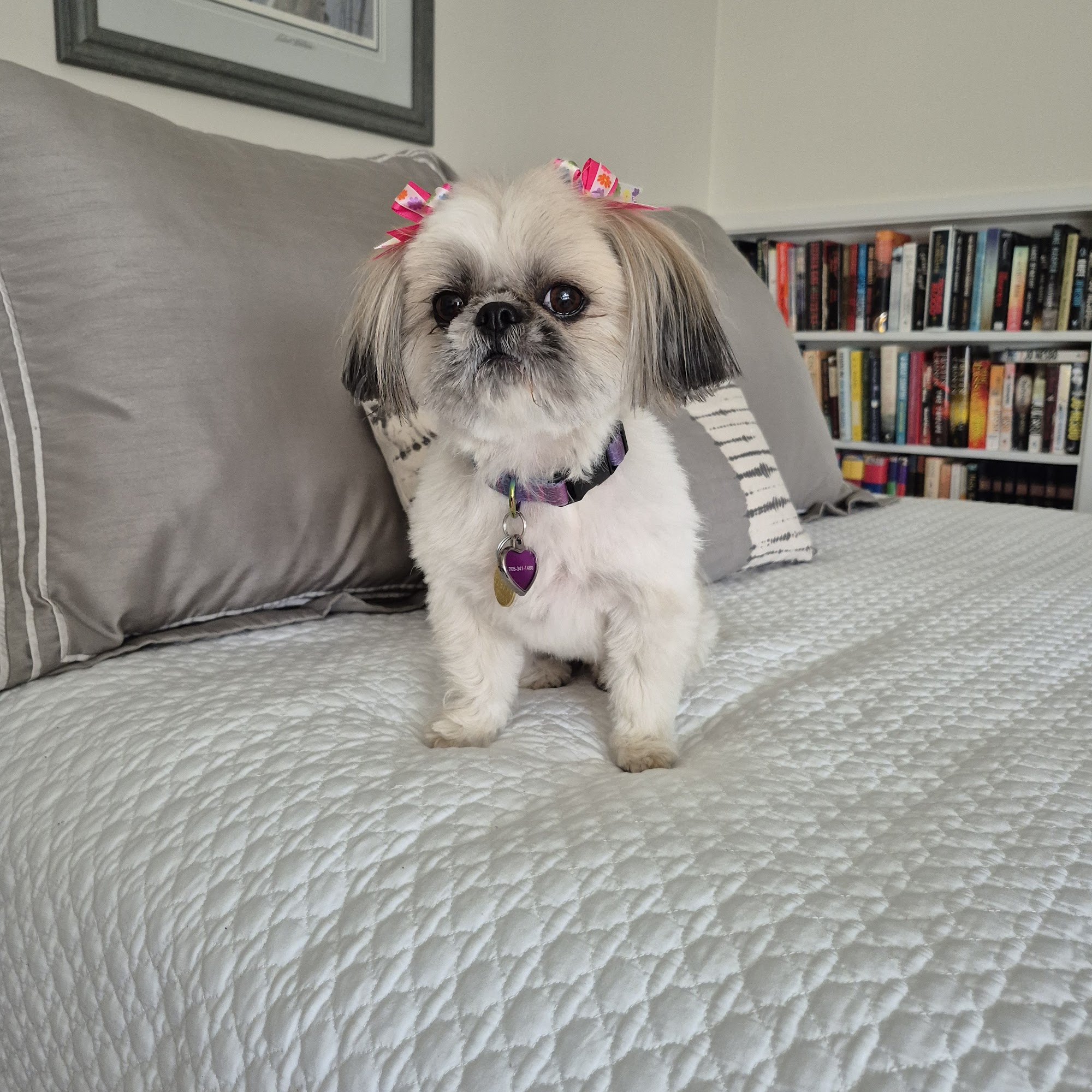 Uptown Pet Grooming Nepean