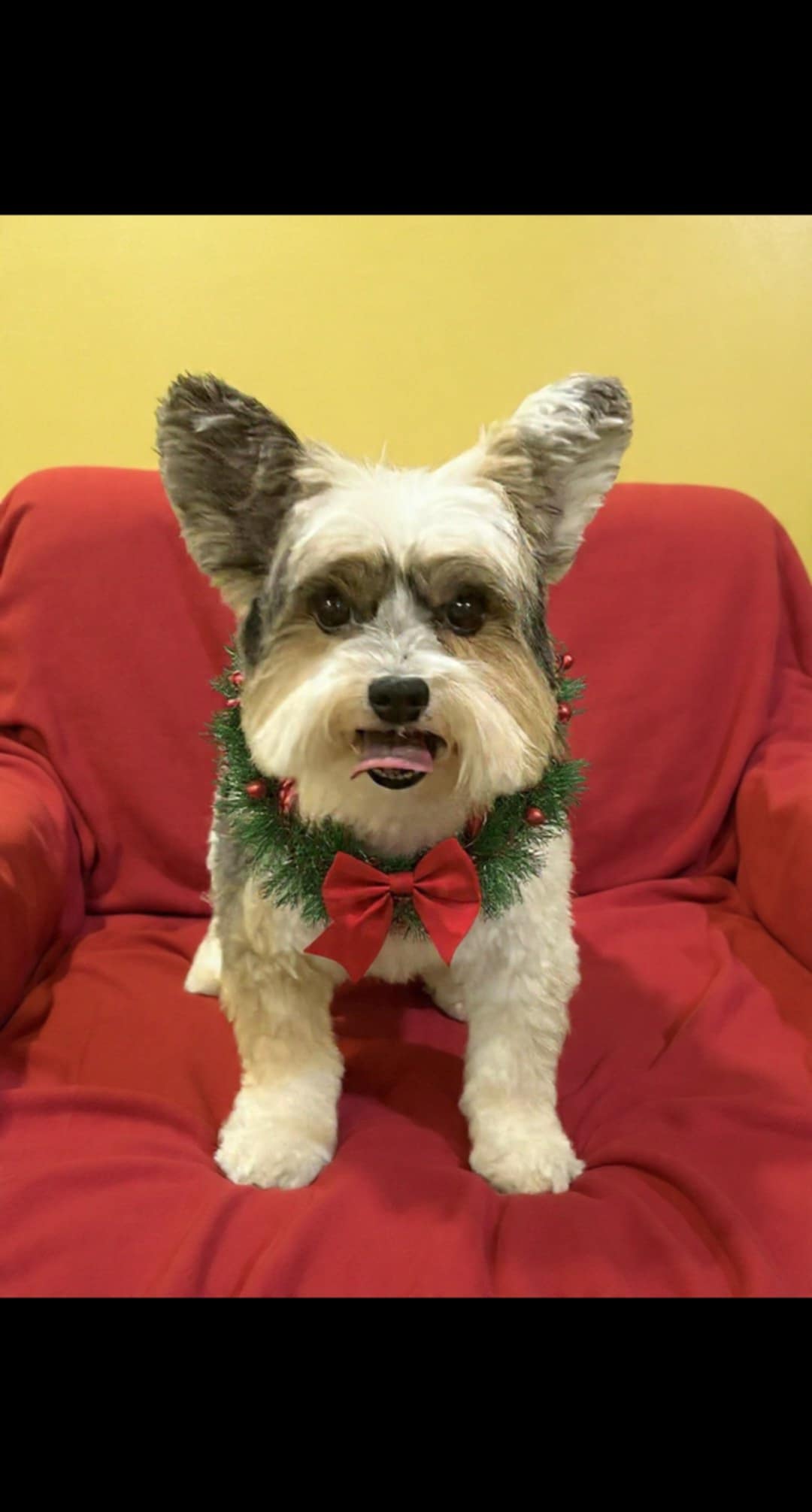 Uptown Pet Grooming Nepean