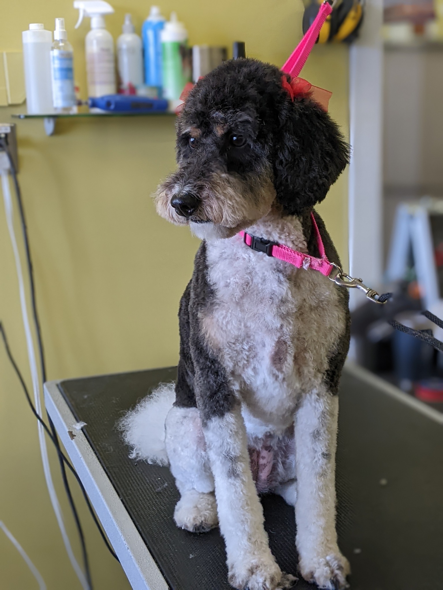 Uptown Pet Grooming Nepean