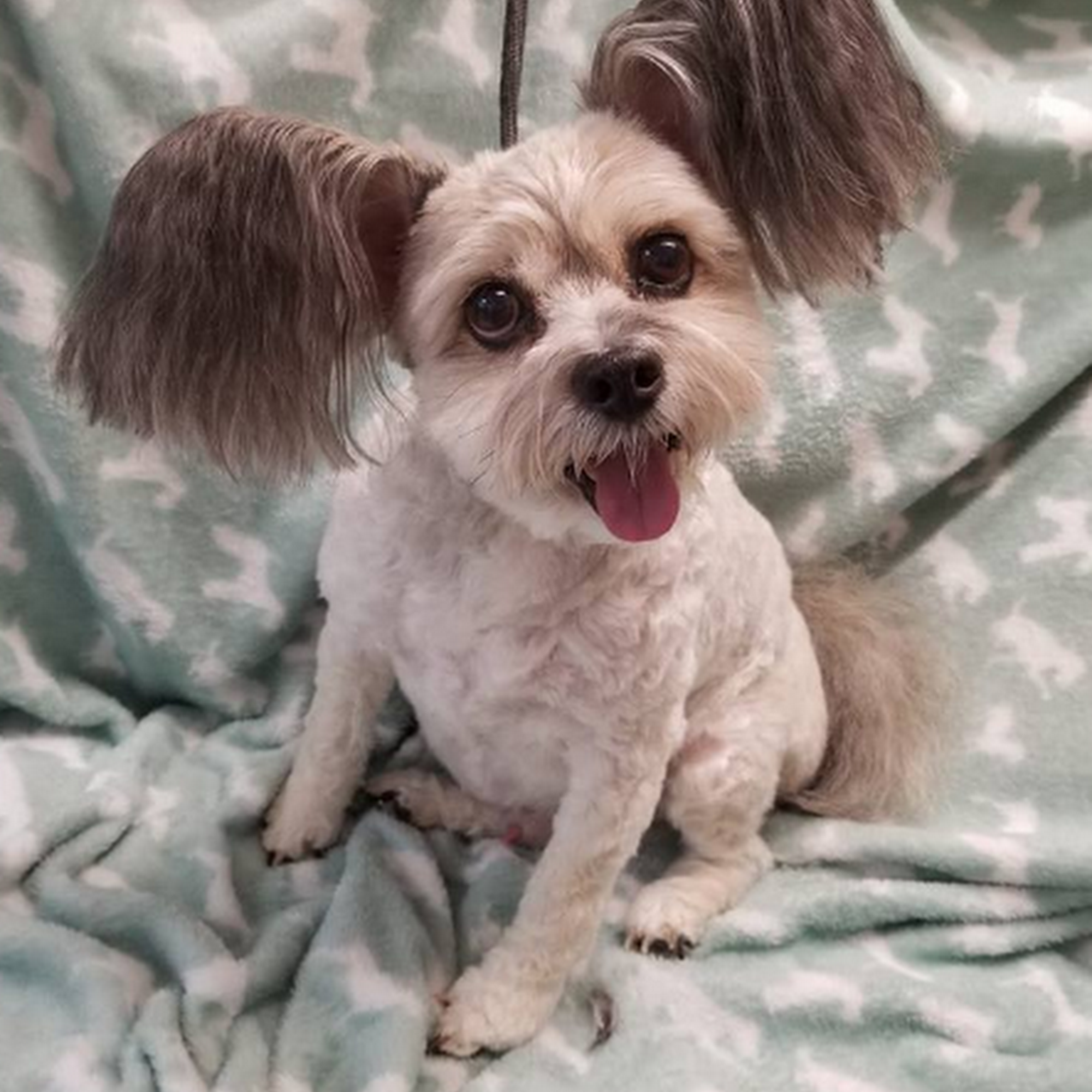 Deb's Pet Salon Nepean