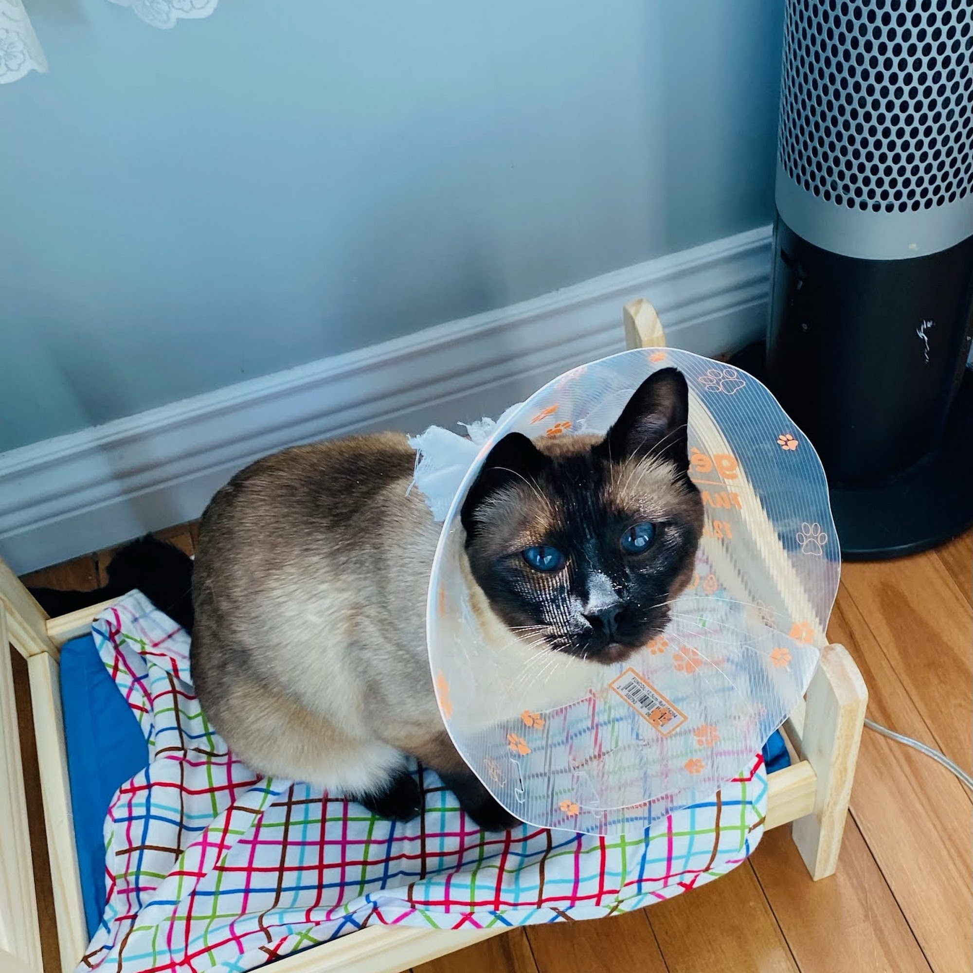 Ottawa Barrhaven Animal Hospital Nepean