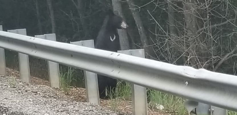 King's Home Inspections and Services 2011 Brownsville Rd N, Newcastle Ontario L1B 0L8