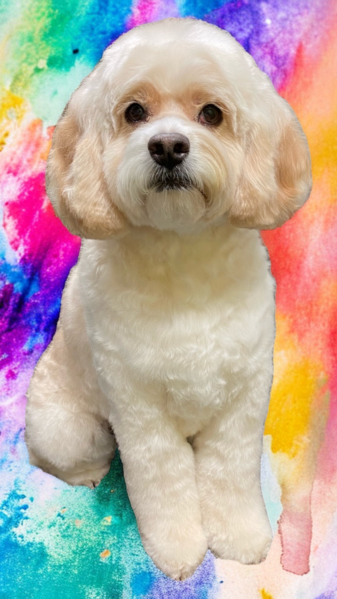 K9 to 5 Doggie Daycare, Nightcare Grooming & Training Newmarket