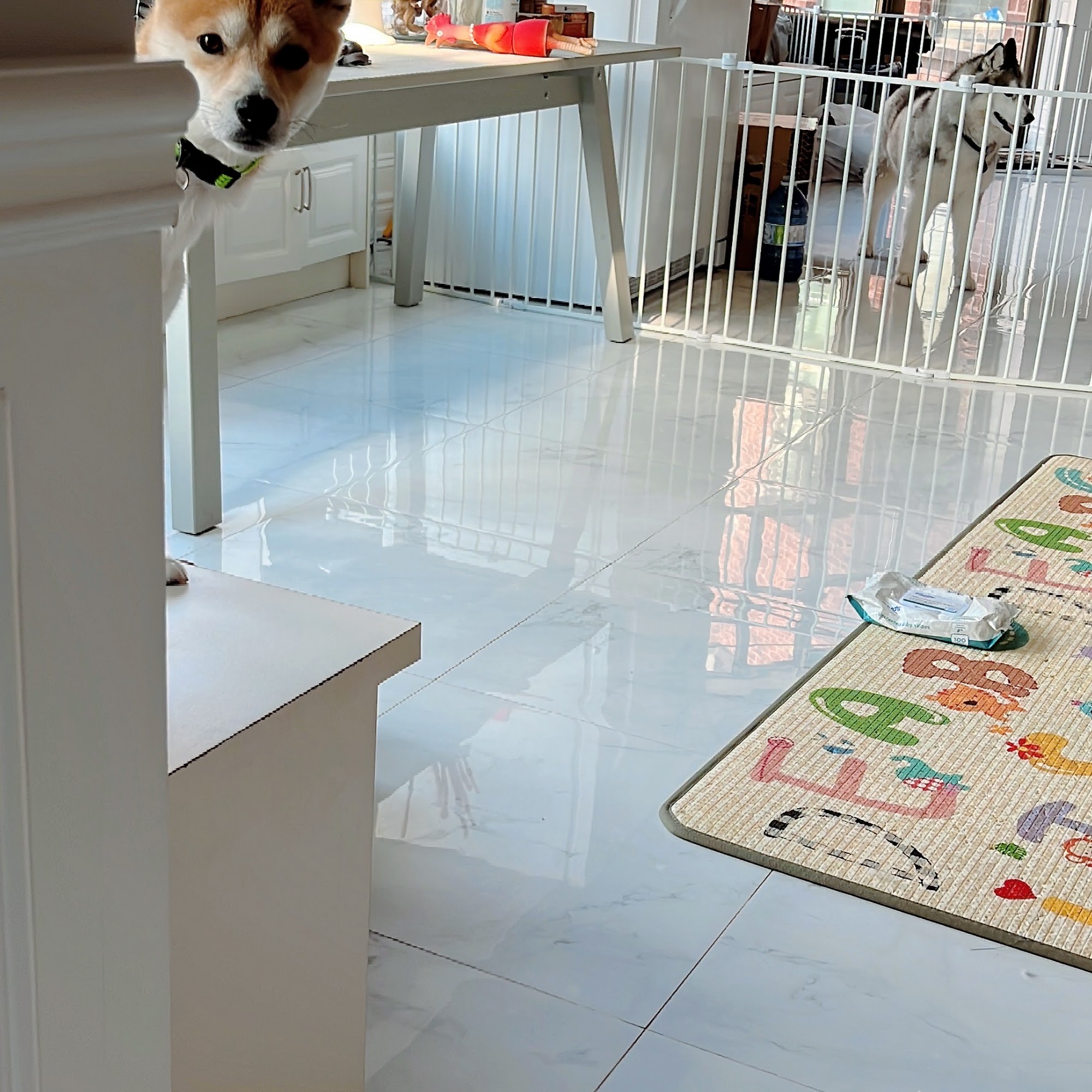 Tina’s pets boutique Newmarket