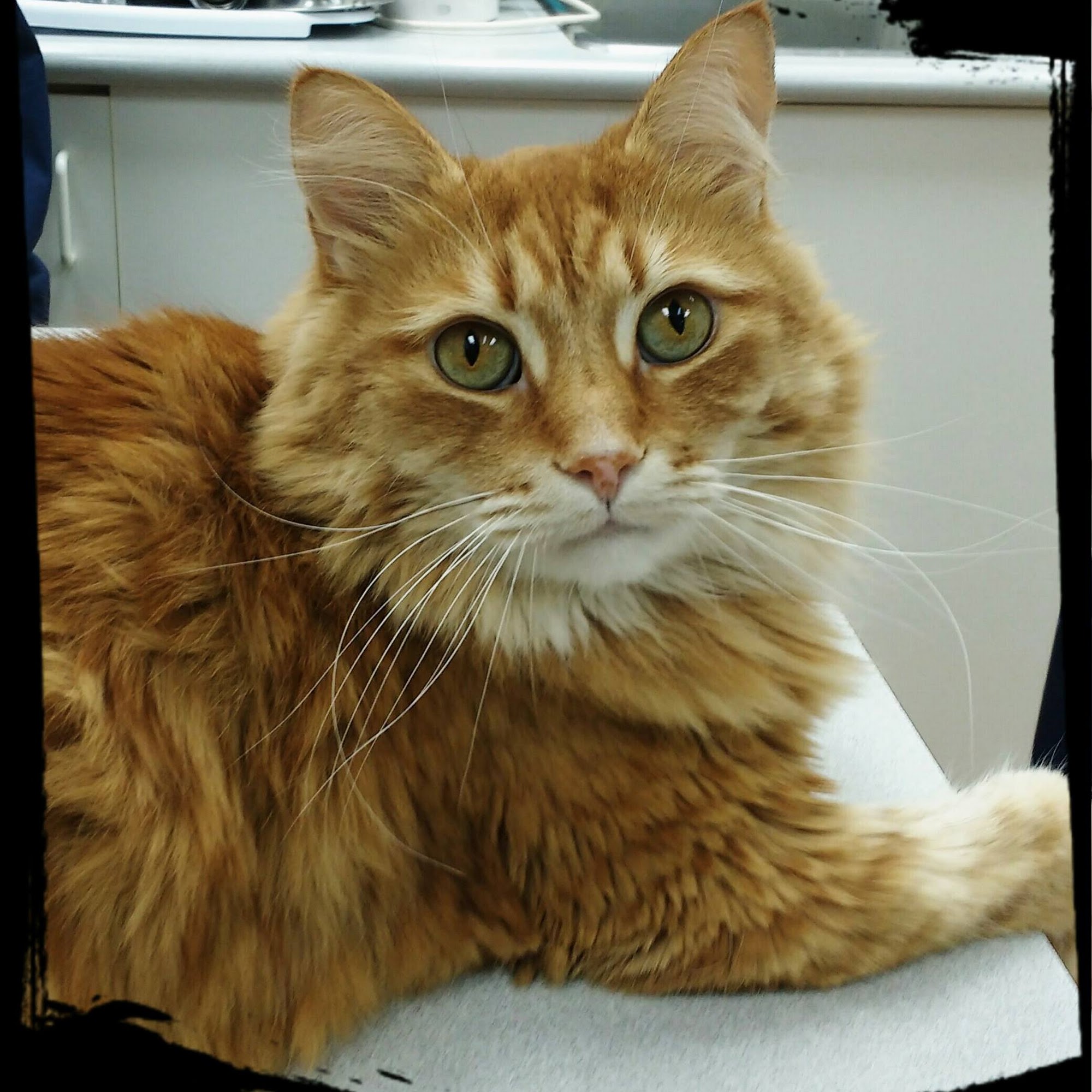 North Yonge Veterinary Hospital Newmarket