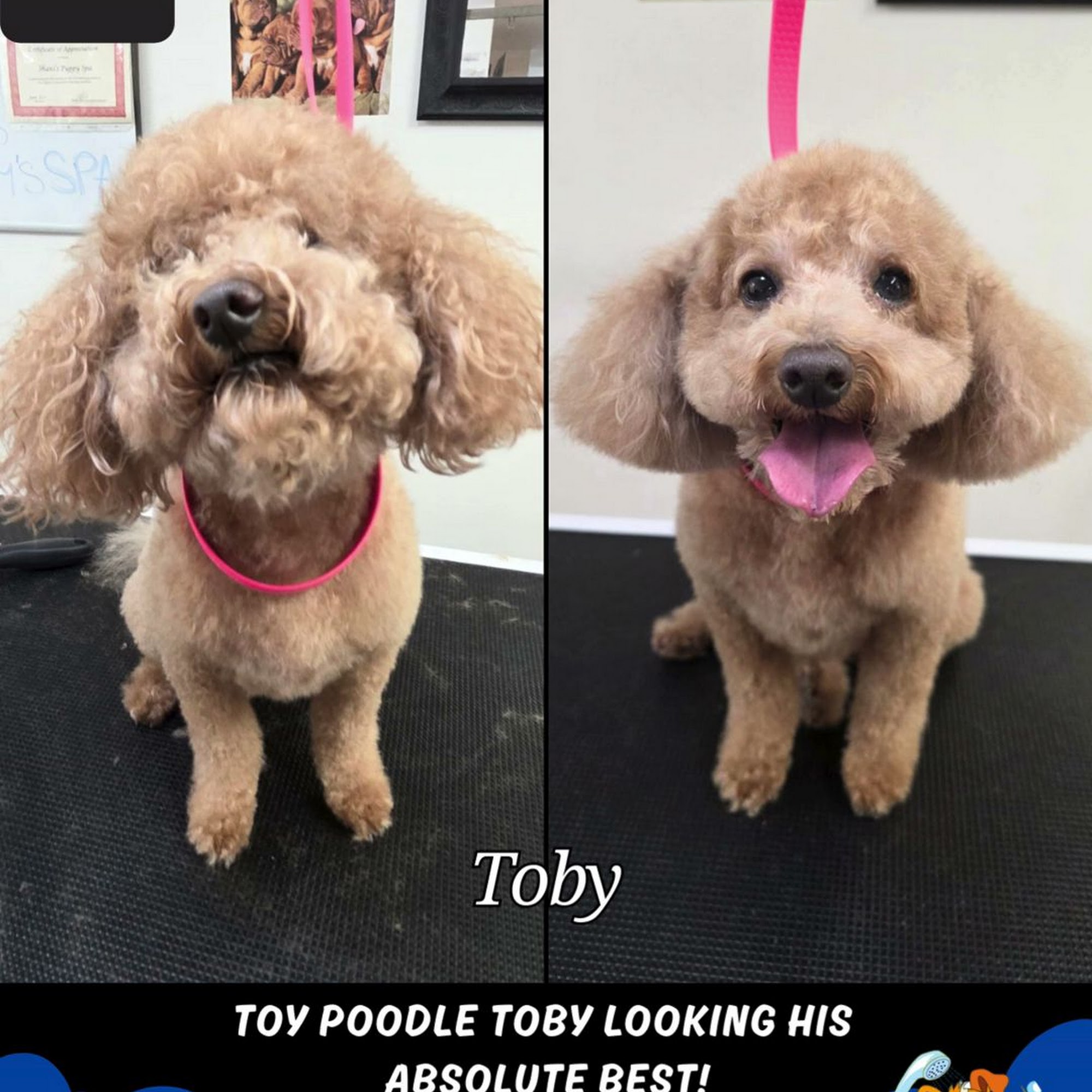 Shani's Puppy Spa Newmarket