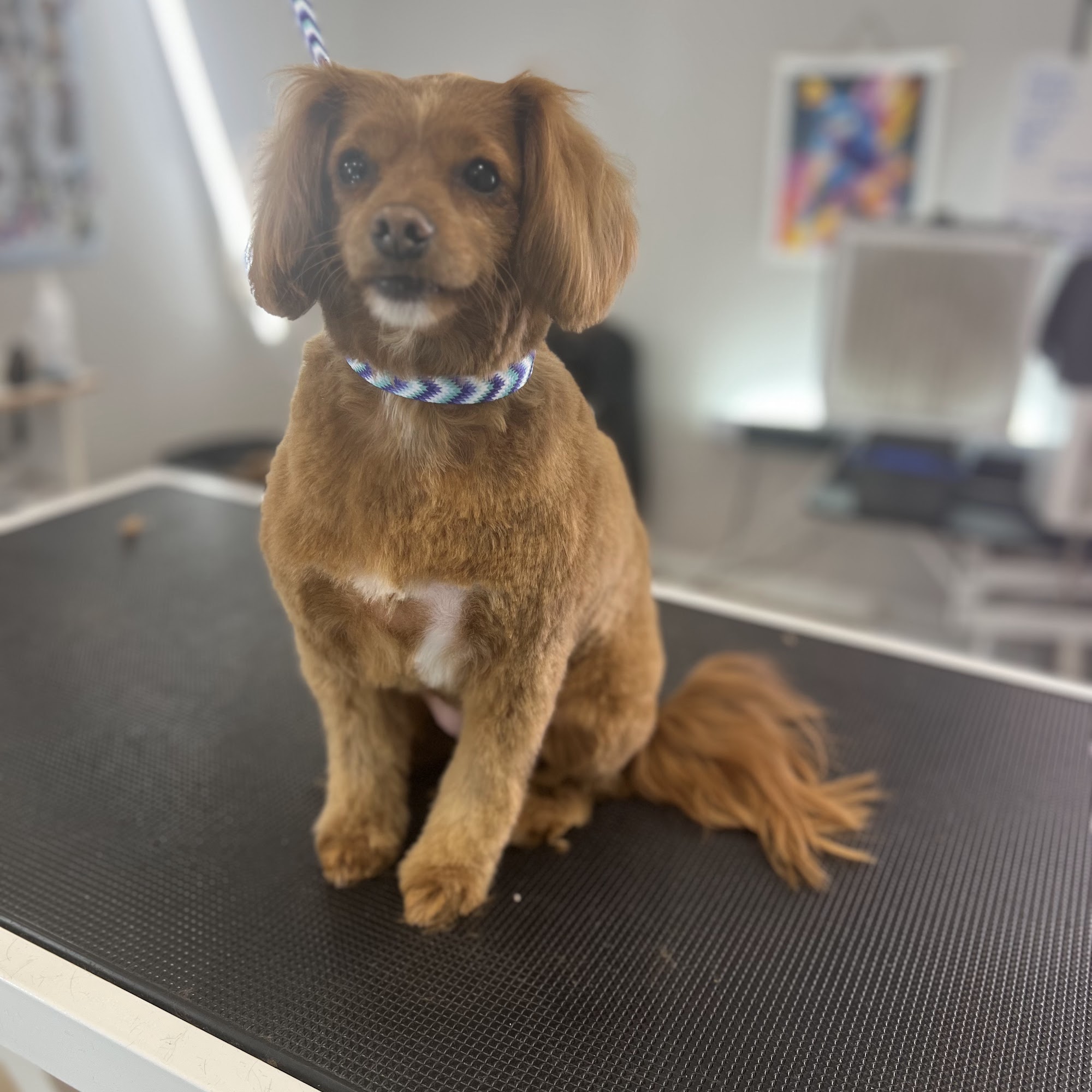 Dog&Cat Grooming in Newmarket, Ontario Newmarket