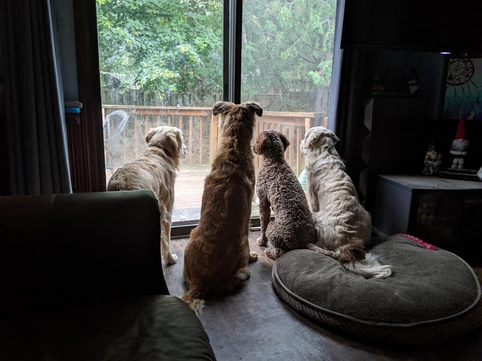 Happy Tails 171 Main St S, Newmarket Ontario L3Y 3Y9