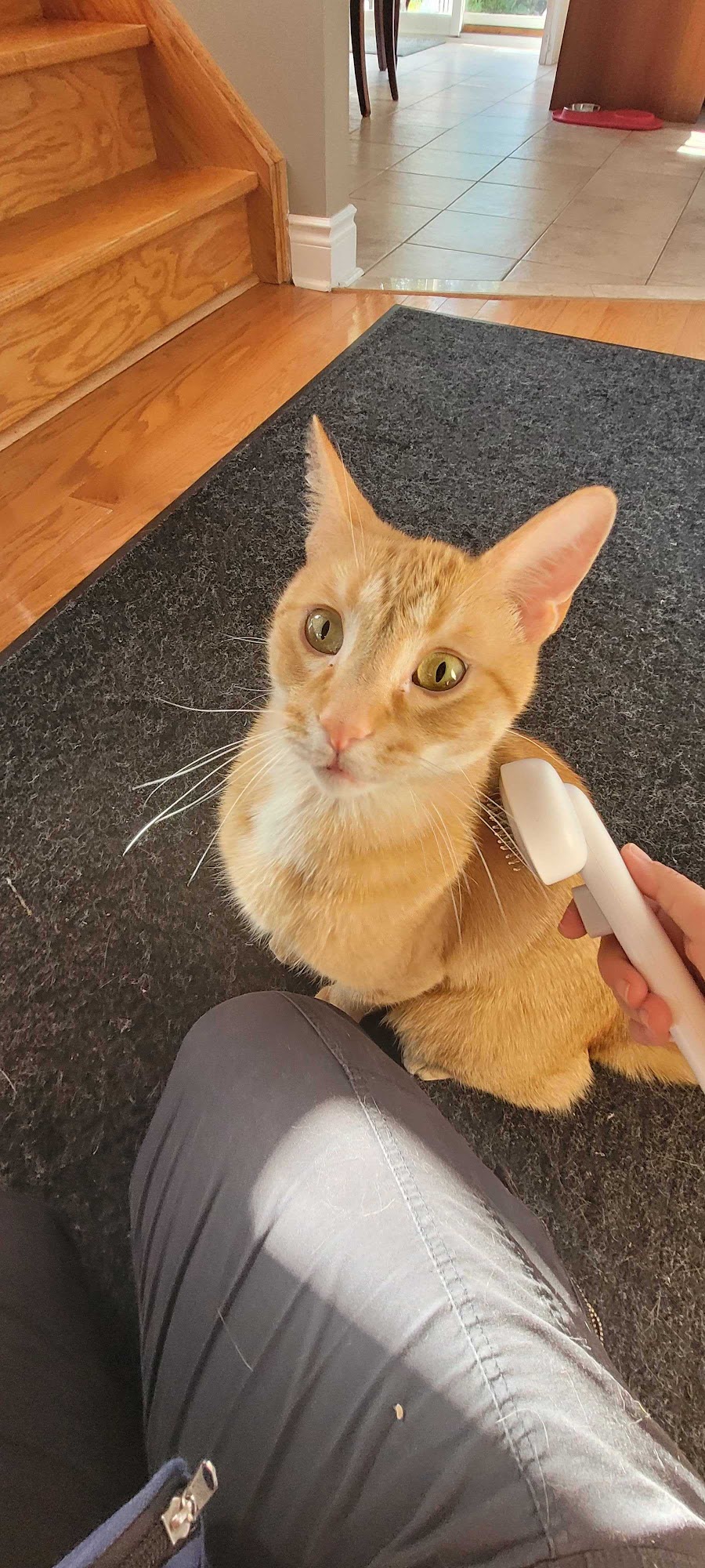 York Professional Pet Sitting and Dog Walking Newmarket