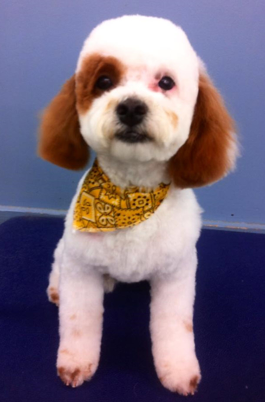 Anthony's For Dogs Only Niagara Falls