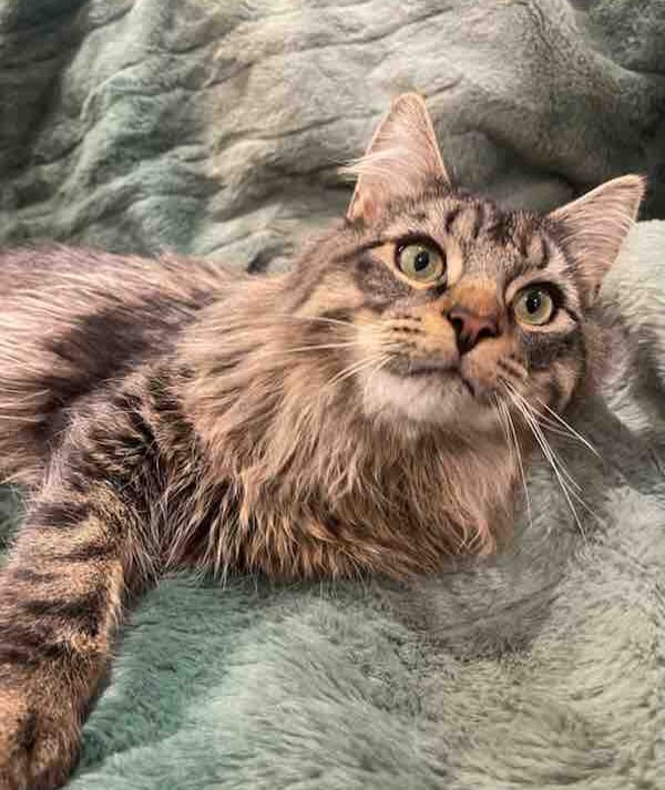 Central Niagara Animal Hospital Niagara Falls