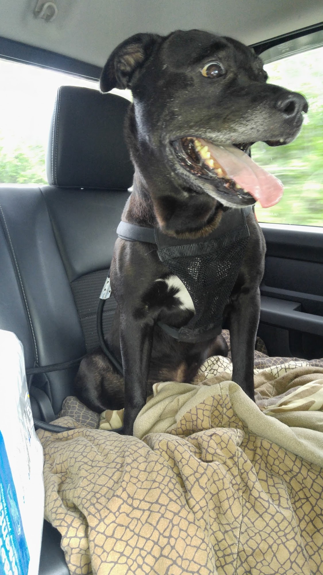 Niagara SPCA - Niagara Falls location Niagara Falls