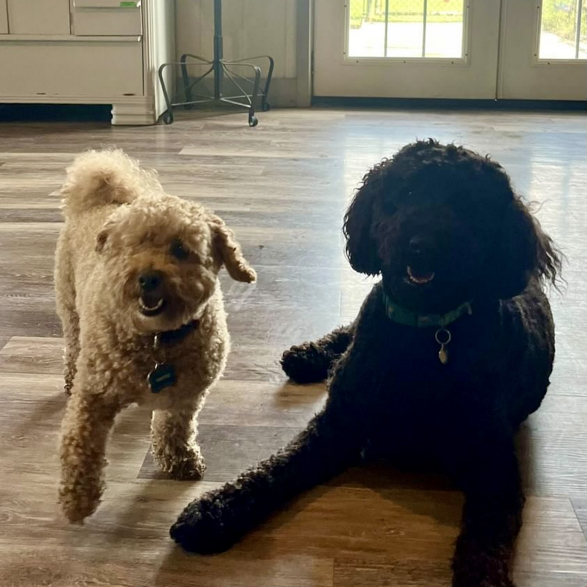 Meadowview Pet Resort Niagara Falls