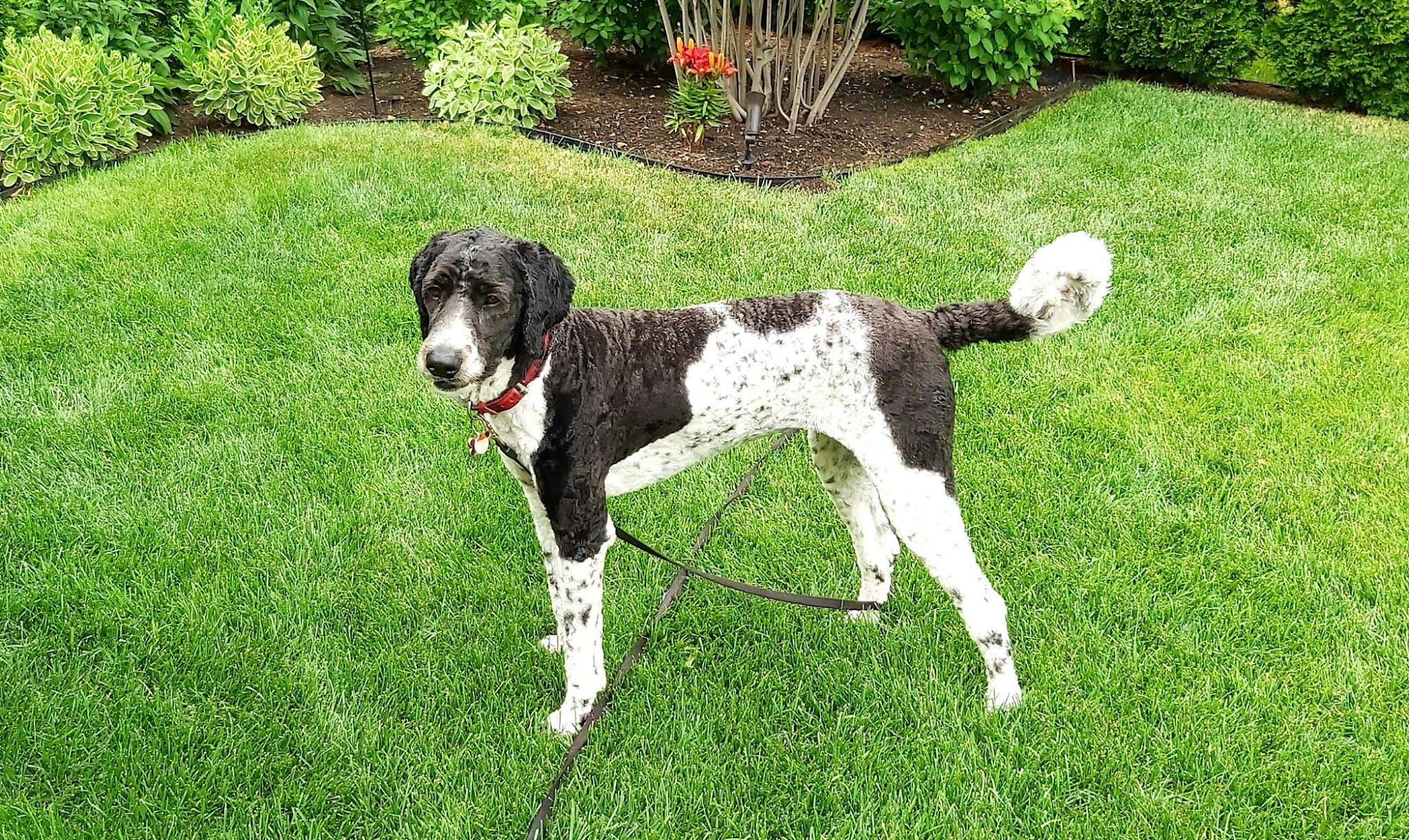 Meadowview Pet Resort Niagara Falls