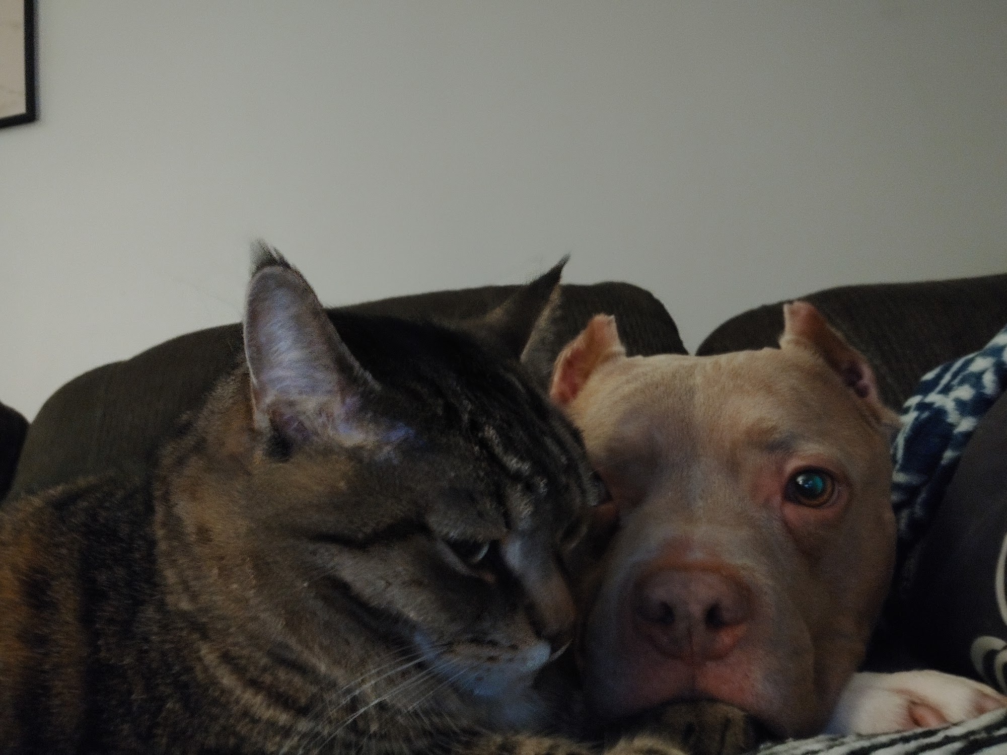 Pet Valu Niagara Falls