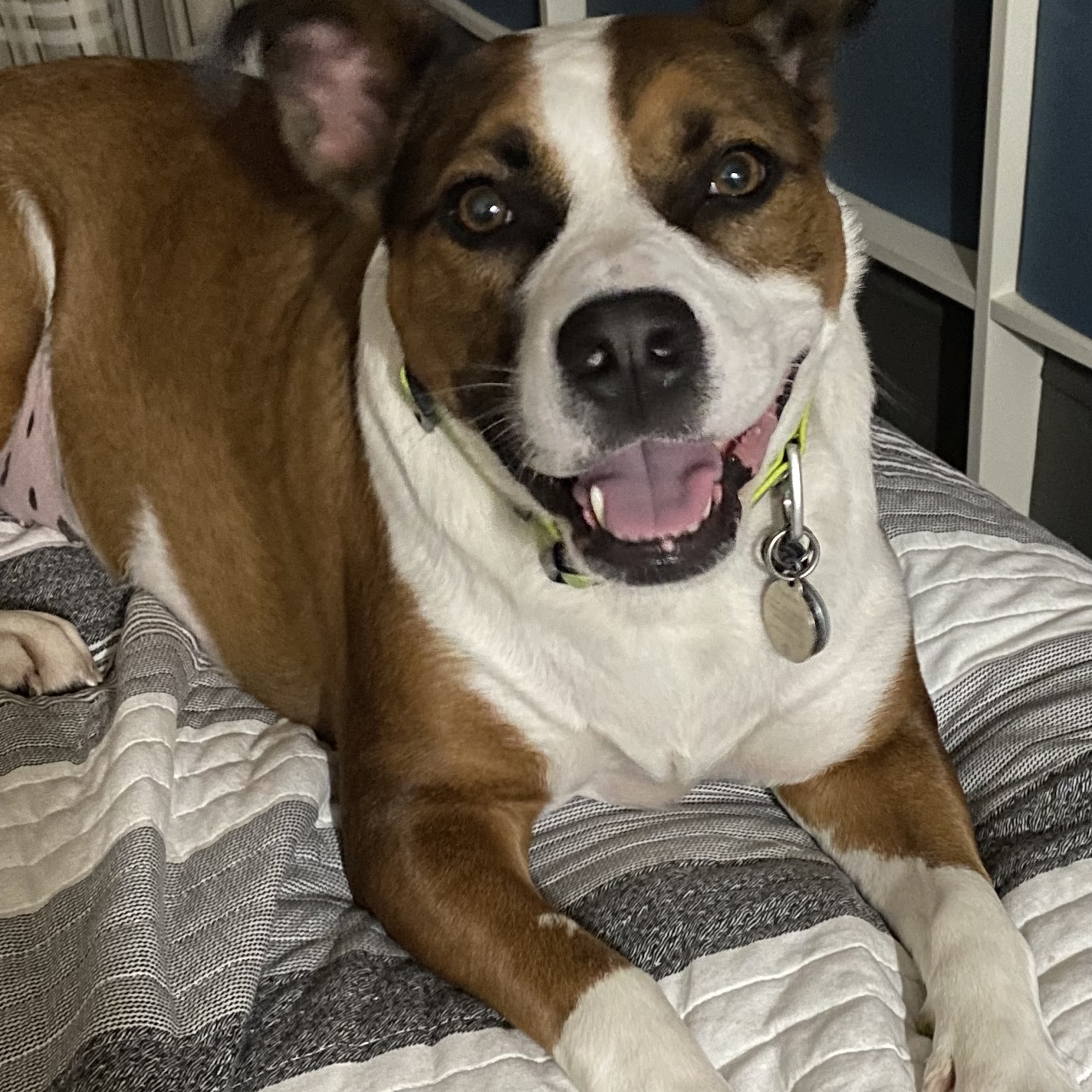 Heartland Niagara Animal Hospital Niagara Falls