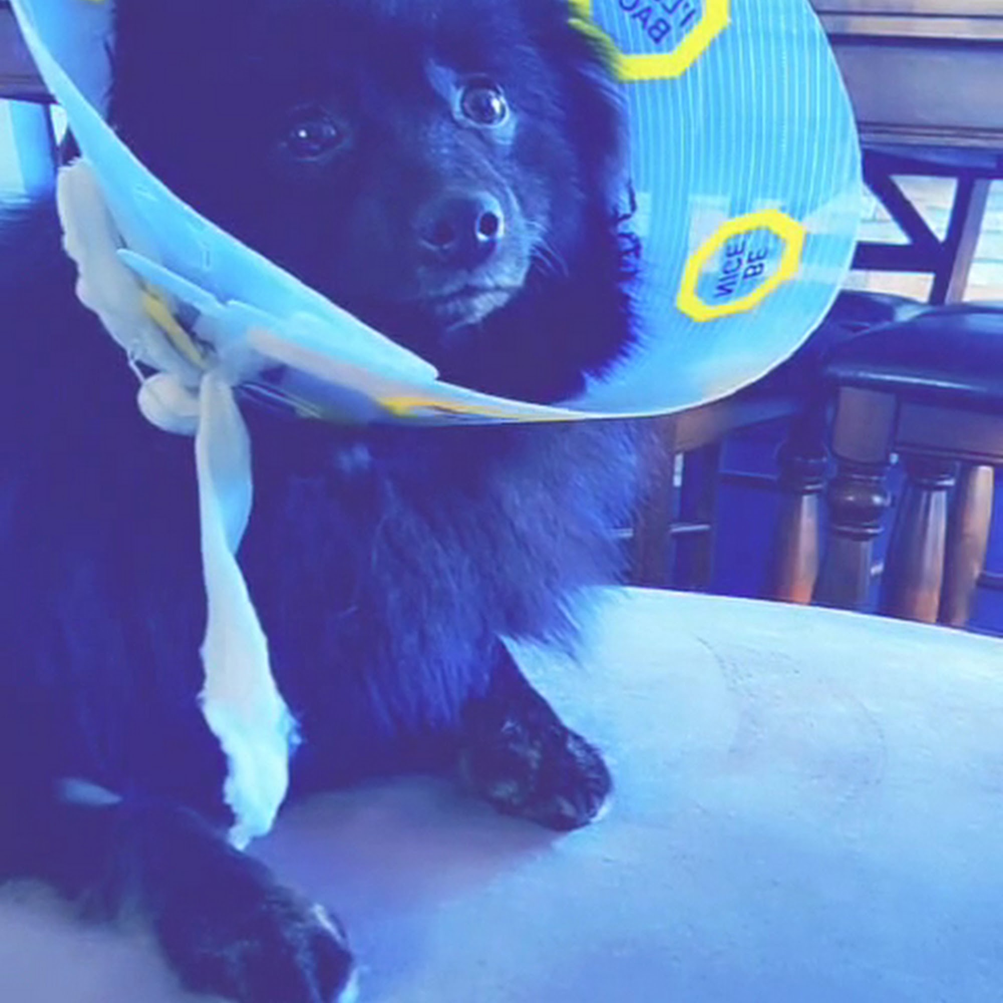 Bridgeview Animal Hospital Niagara Falls