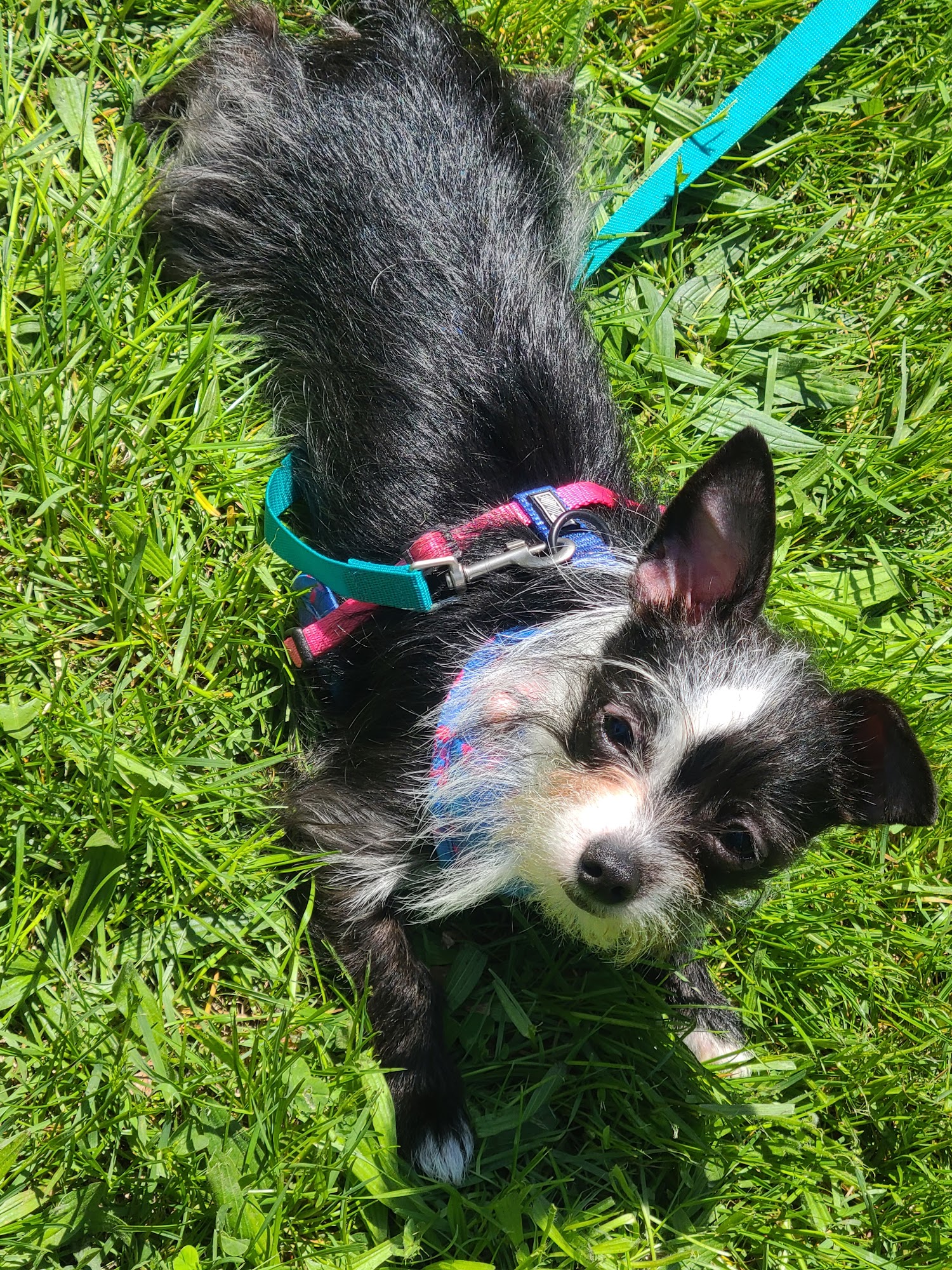 Fallsview Veterinary Clinic Niagara Falls