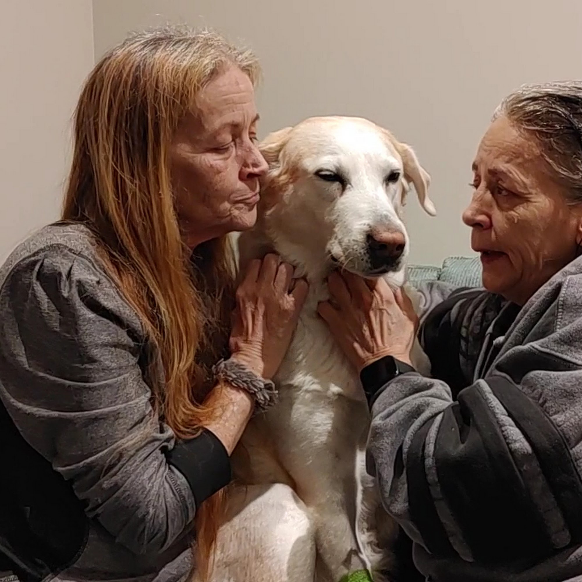 Morgan Animal Hospital Niagara Falls