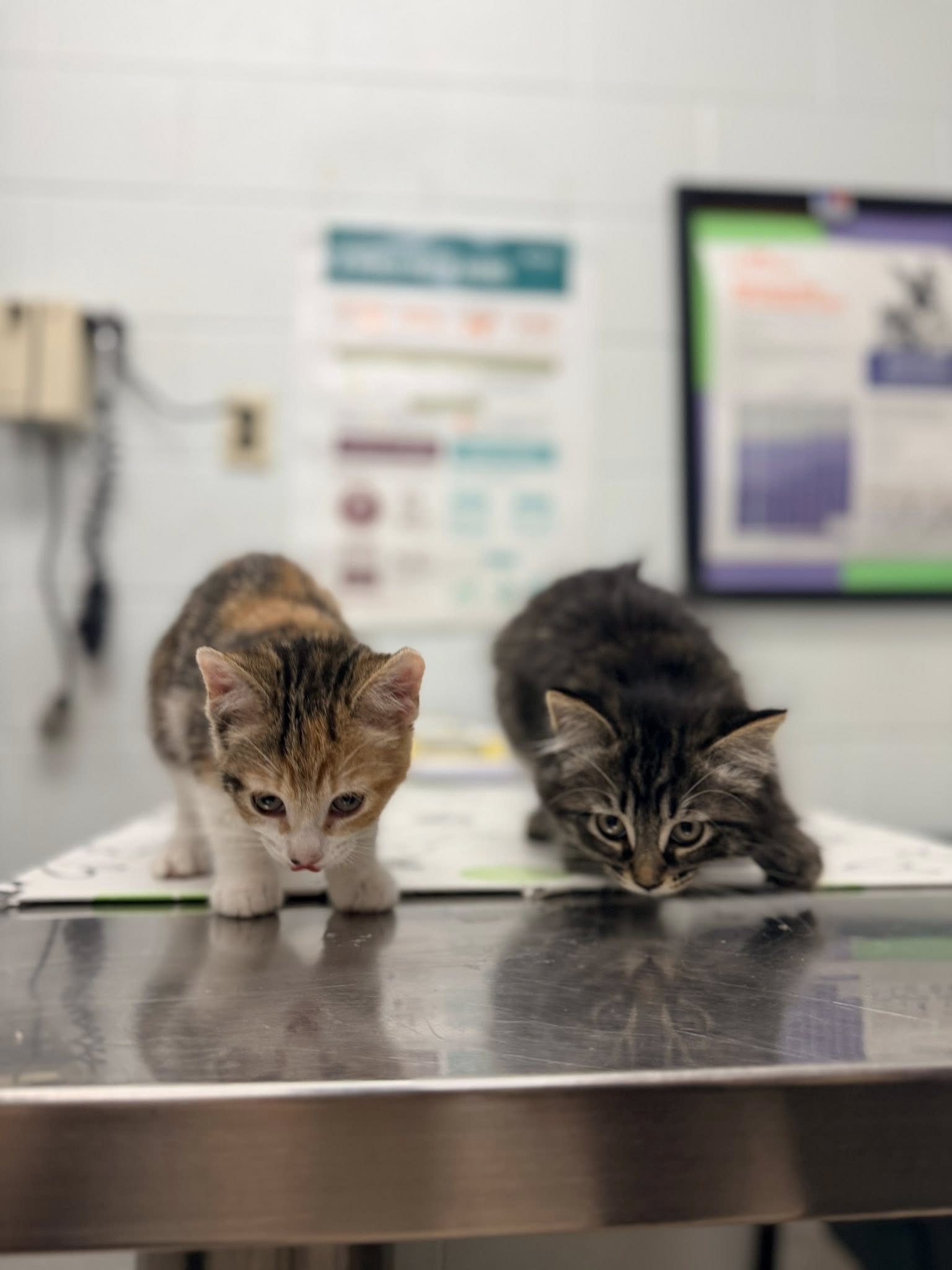 Niagara Falls Animal Medical Centre Niagara Falls