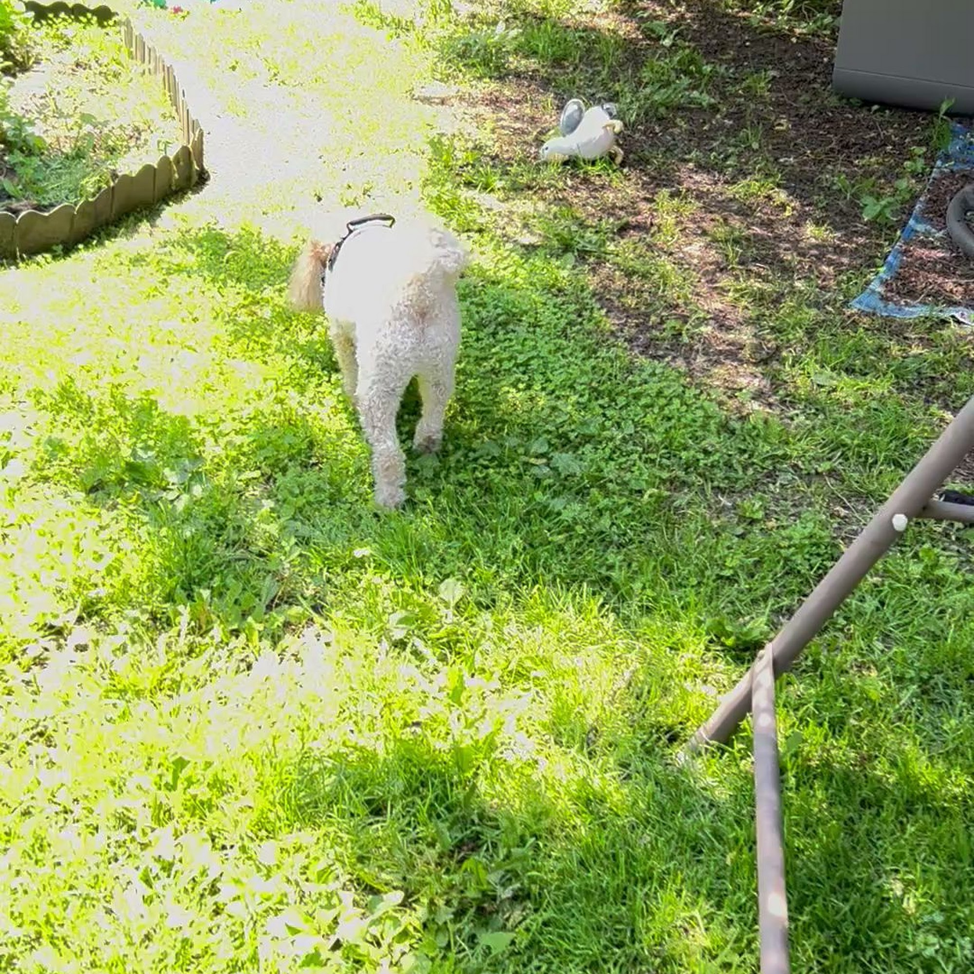 Barkers Beauties Niagara Falls