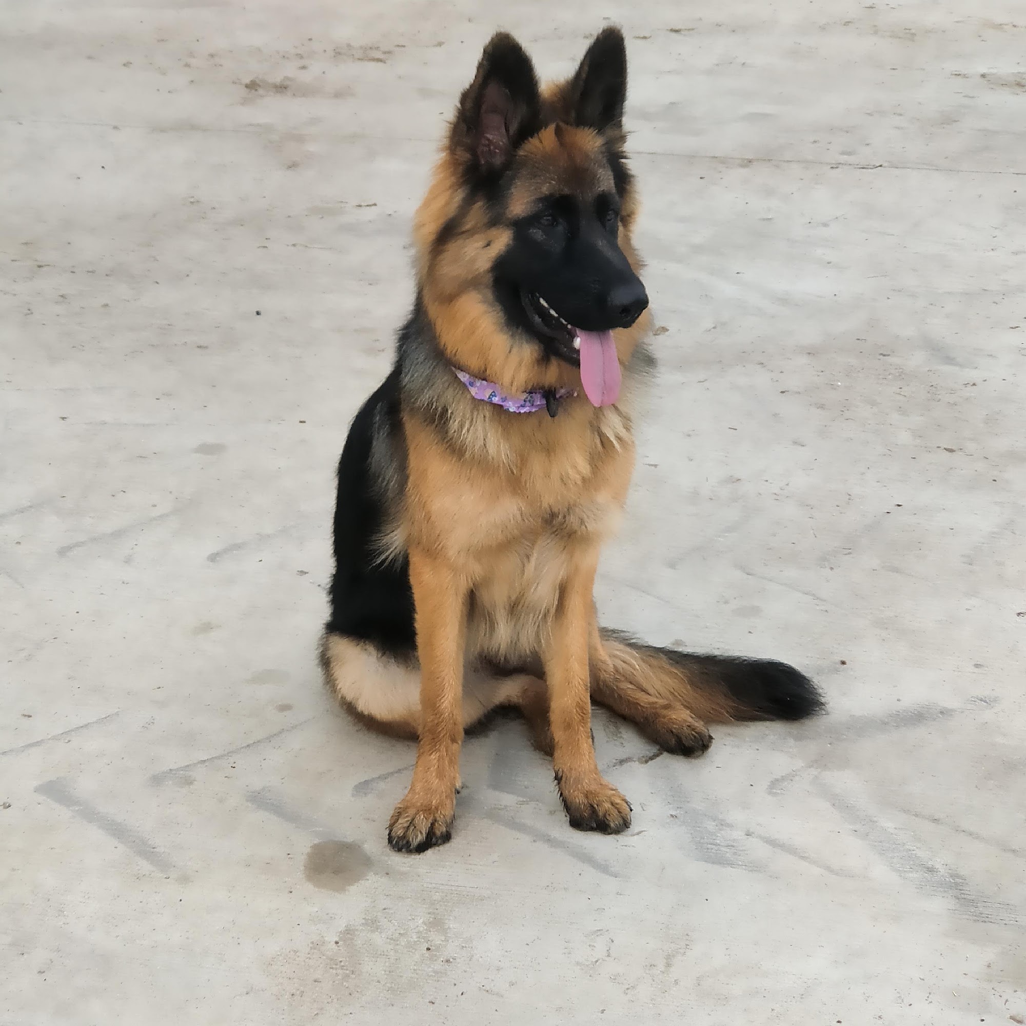 Best In Show Pet Grooming Niagara Falls