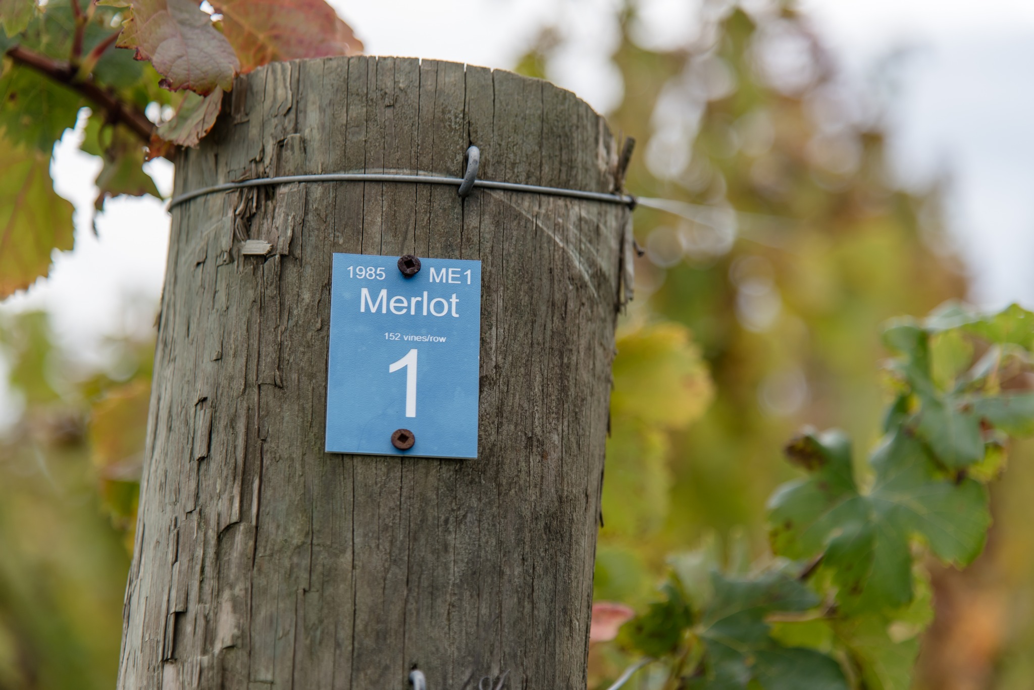 Stratus Vineyards Niagara-on-the-Lake