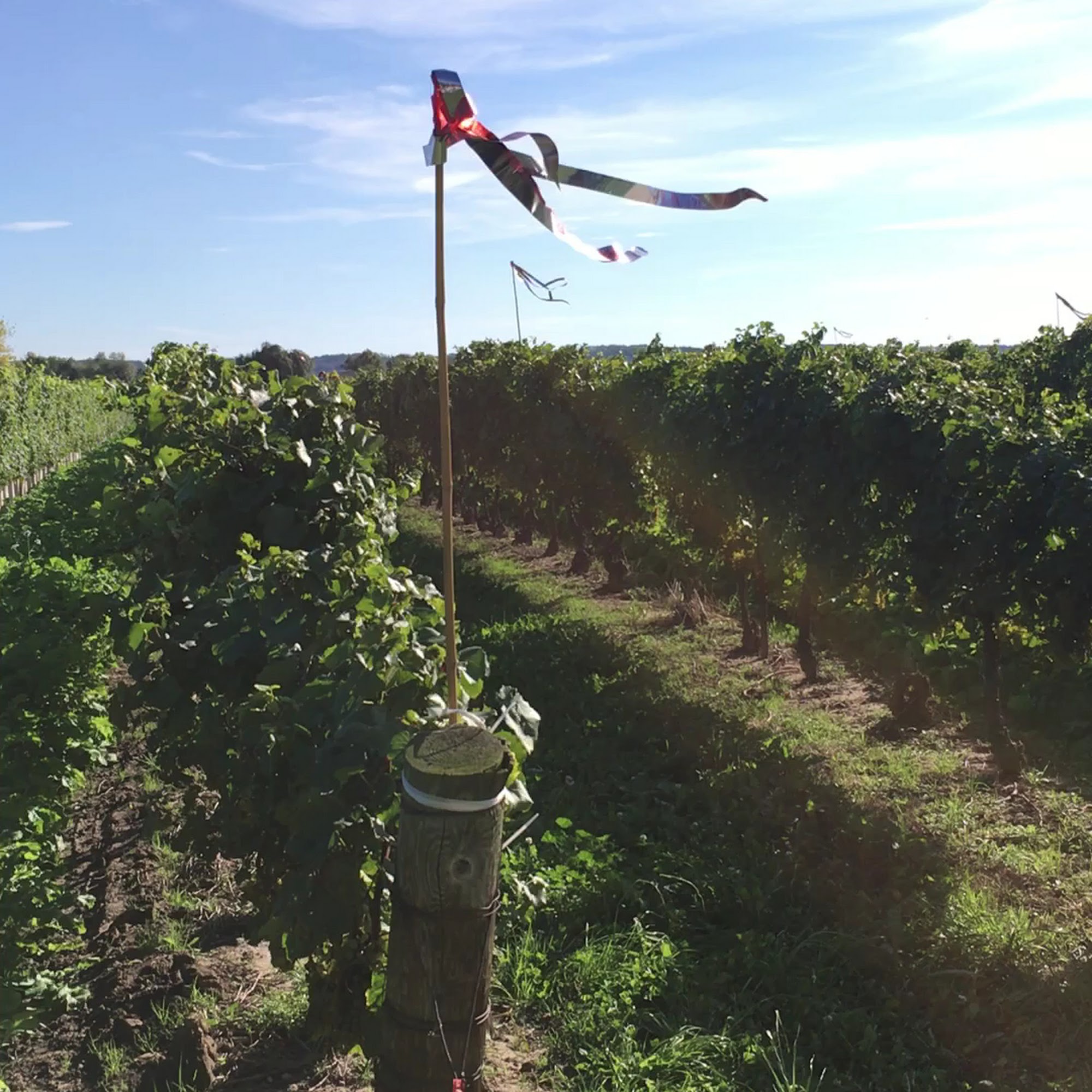 Marynissen Estates Winery Niagara-on-the-Lake