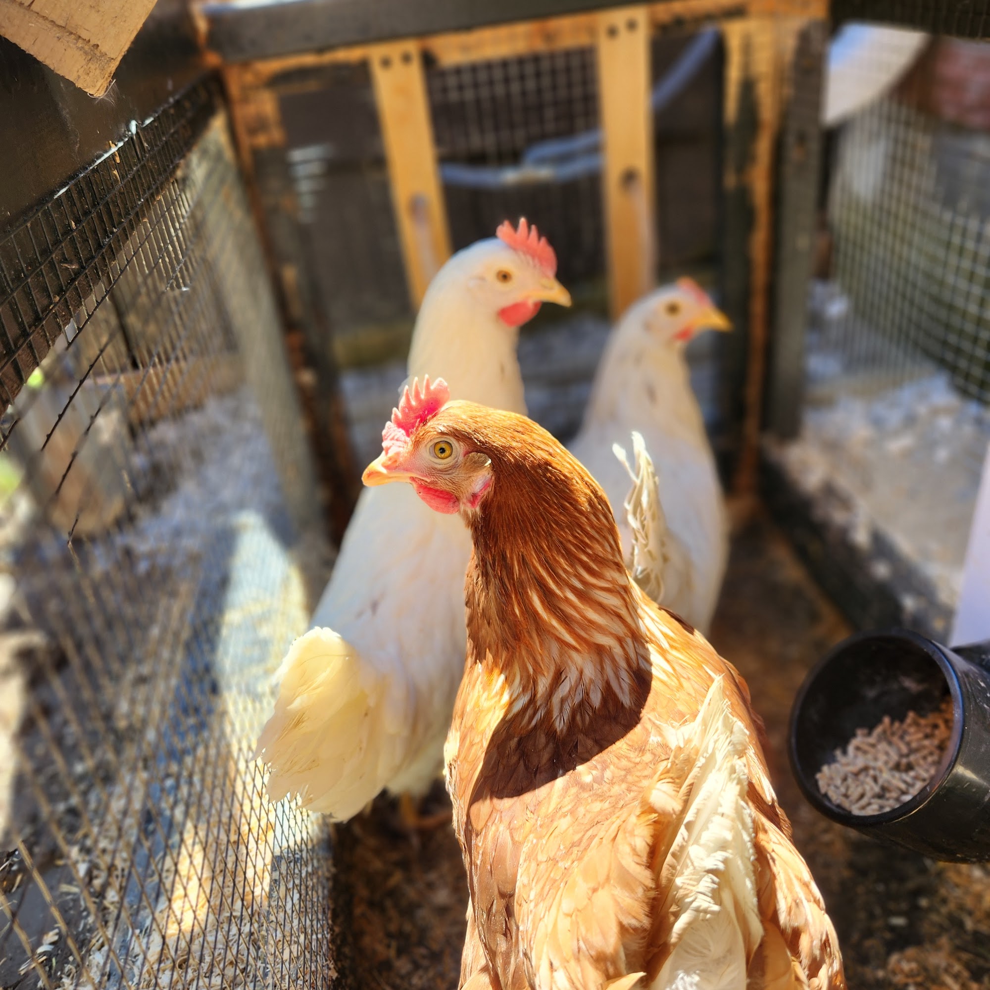 Nobleton Feed Mill Nobleton