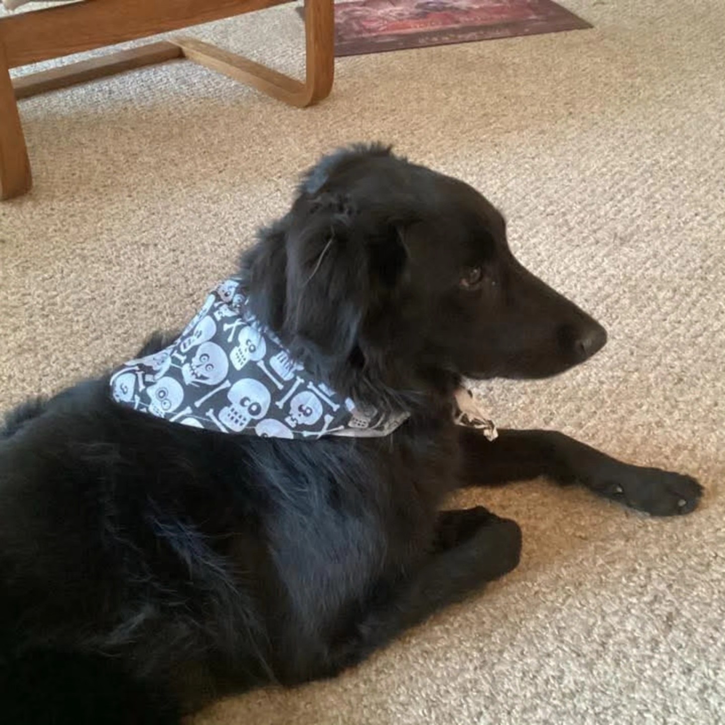 Best Care Kennels North Bay