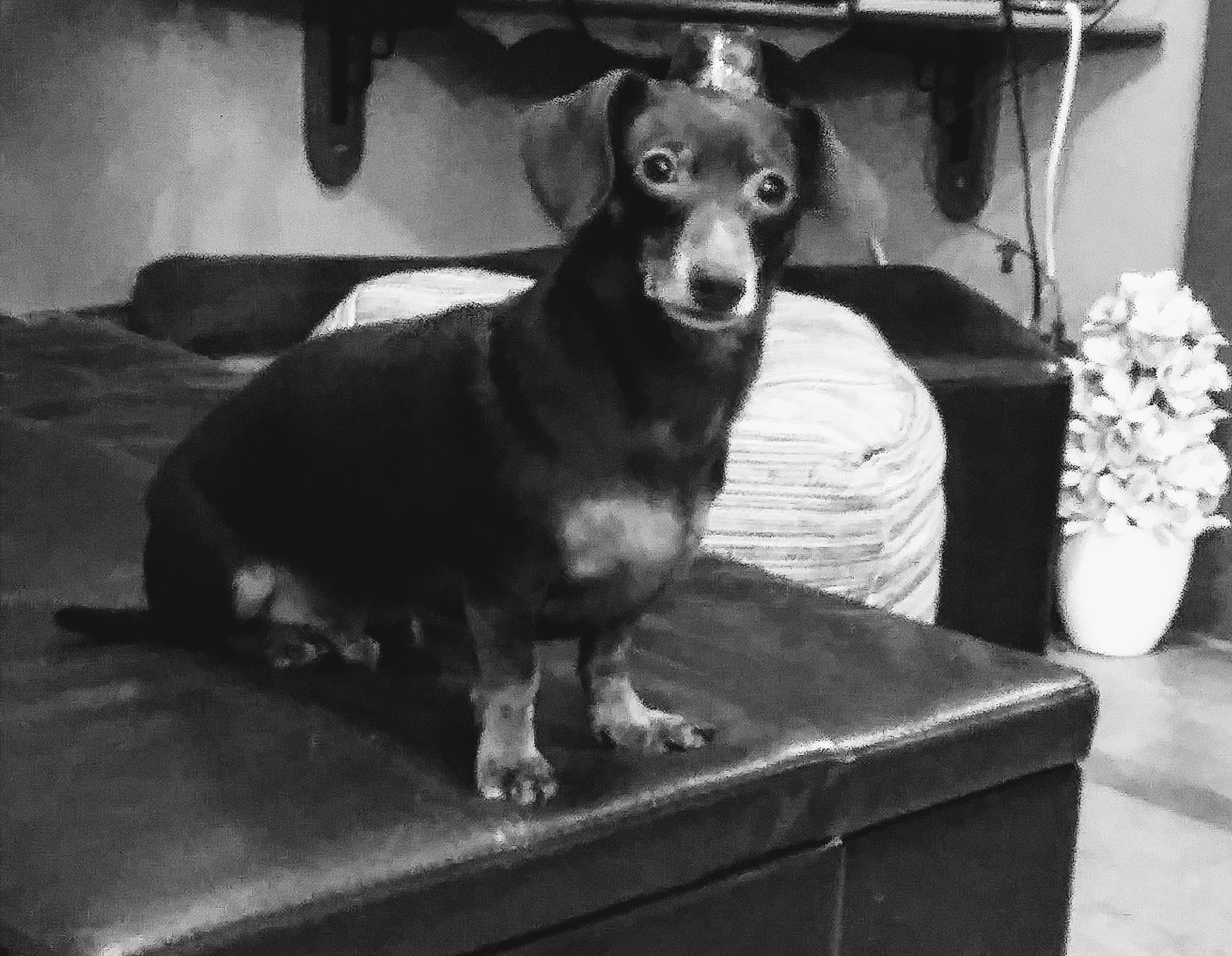 Airport Animal Hospital North Bay