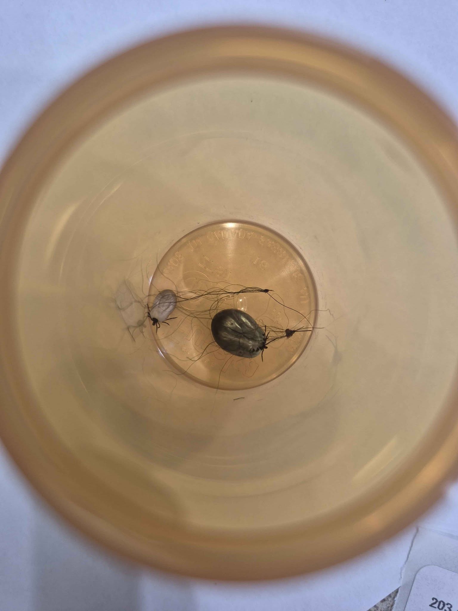 Airport Animal Hospital North Bay